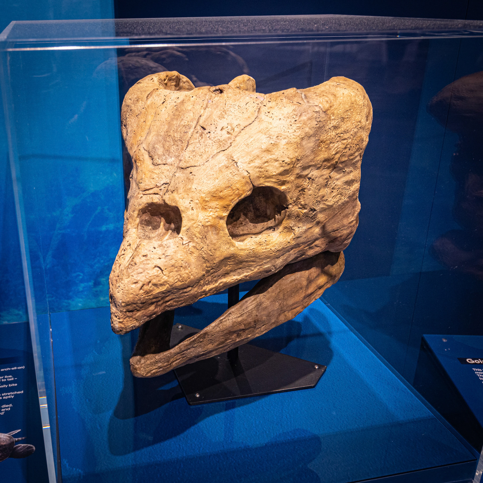 The 'Giant Turtle Skull' at the Sea Monsters exhibit at the Queensland Museum, Australia