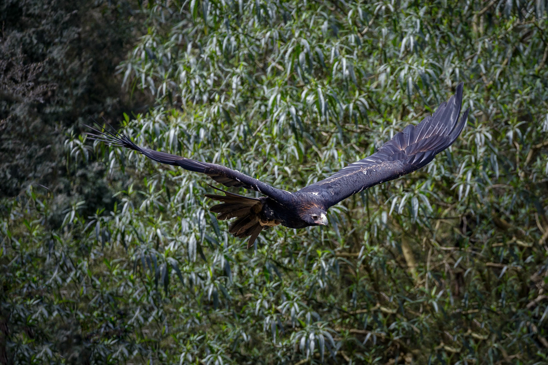Wedge-Tailed Eagle during the Spirits of the Sky at Healesville Sanctuary in Healesville, Australia