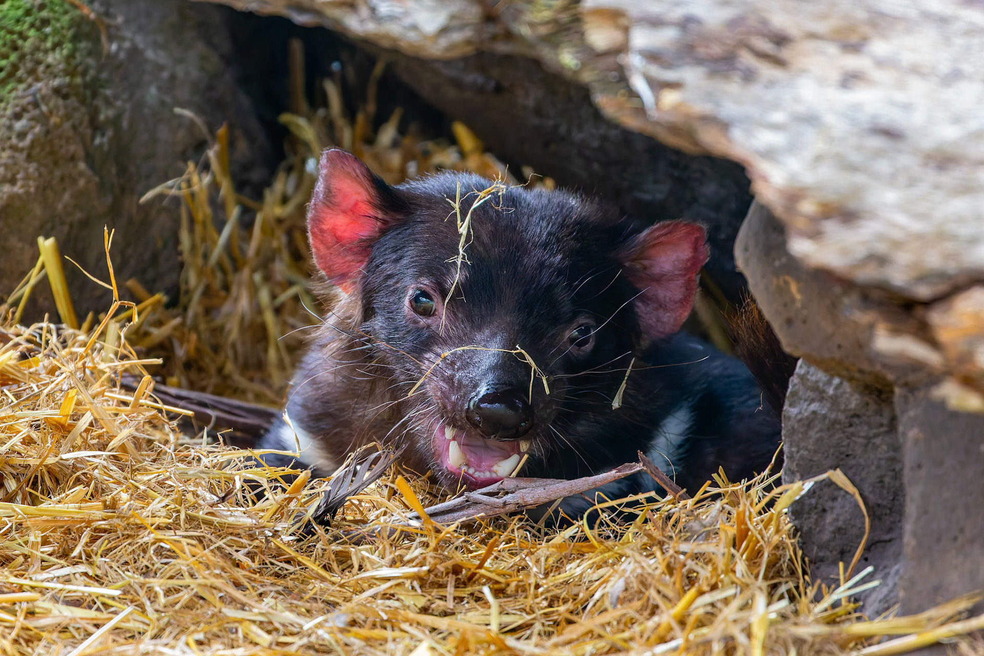 Tasmanian Devil at Halls Gap Zoo in Halls Gap Victoria, Australia