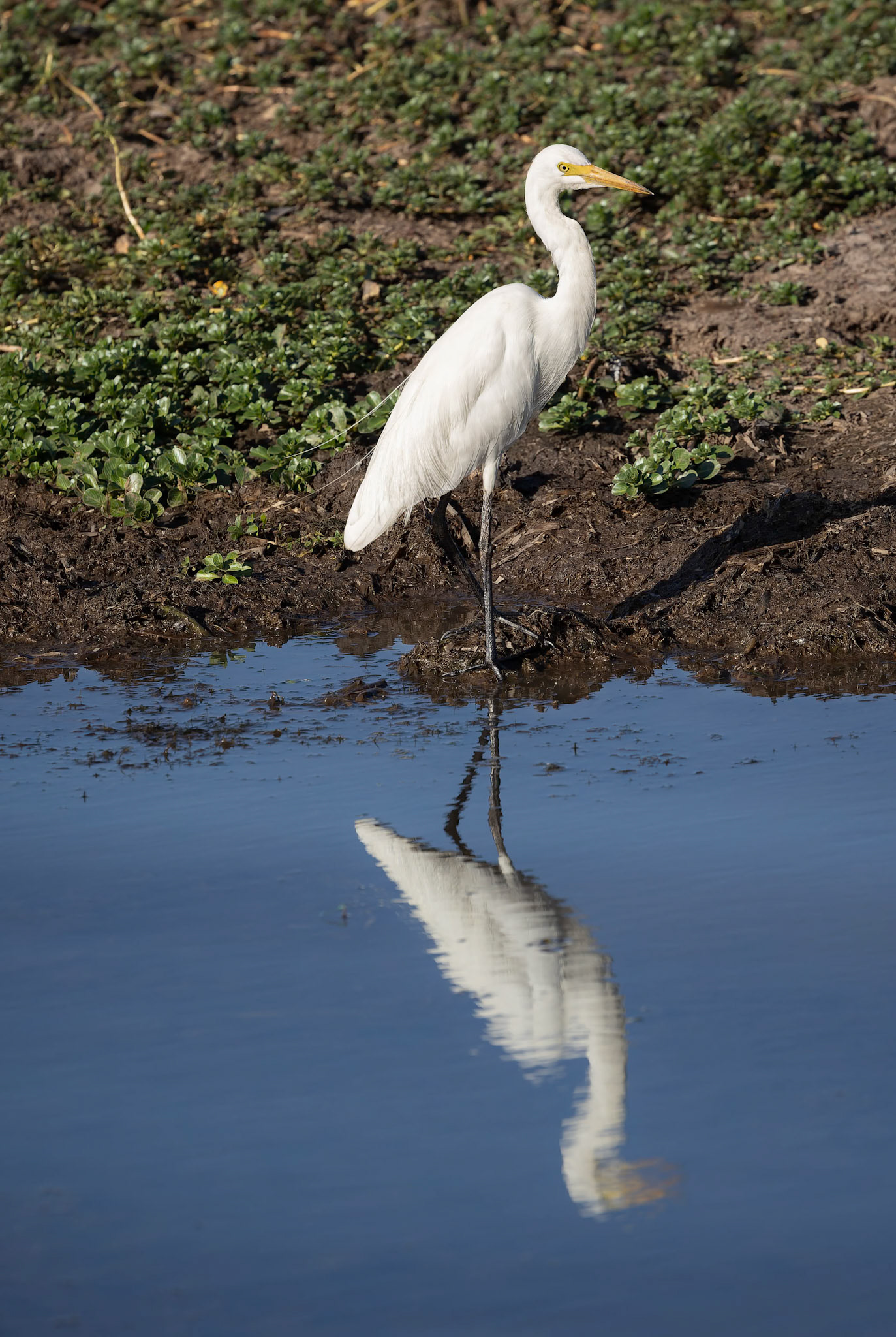 Intermediate Egret at Yellow Water (Ngurrungurrudjba) in Kakadu, Northern Territory, Australia