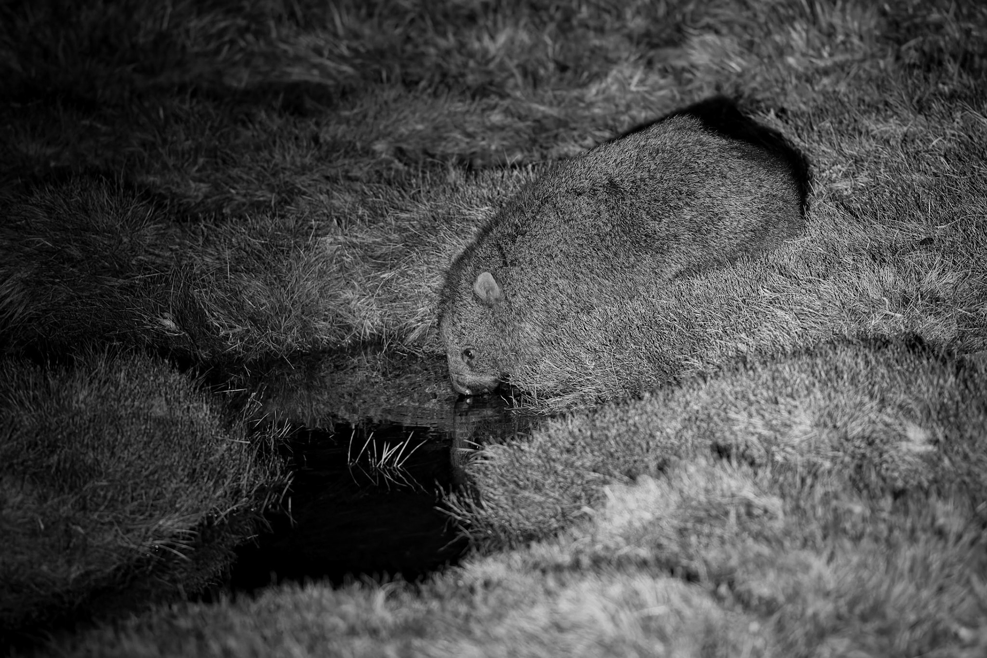 A wombat on the Night Spotting Tour at Cradle Mounntain in Tasmania, Australia
