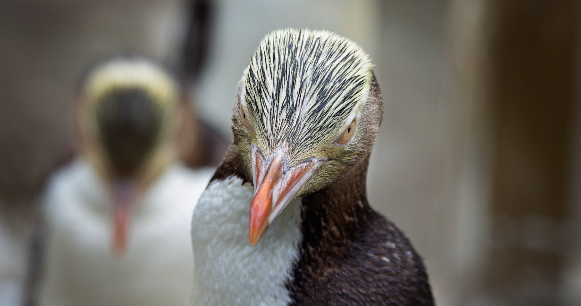 Penguin Place, Dunedin, New Zealand