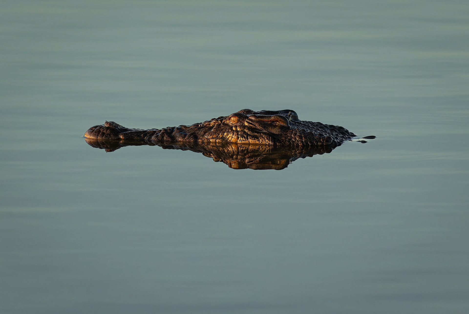 Crocodile hunting for it's next meal at Yellow Water (Ngurrungurrudjba) in Kakadu, Northern Territory, Australia