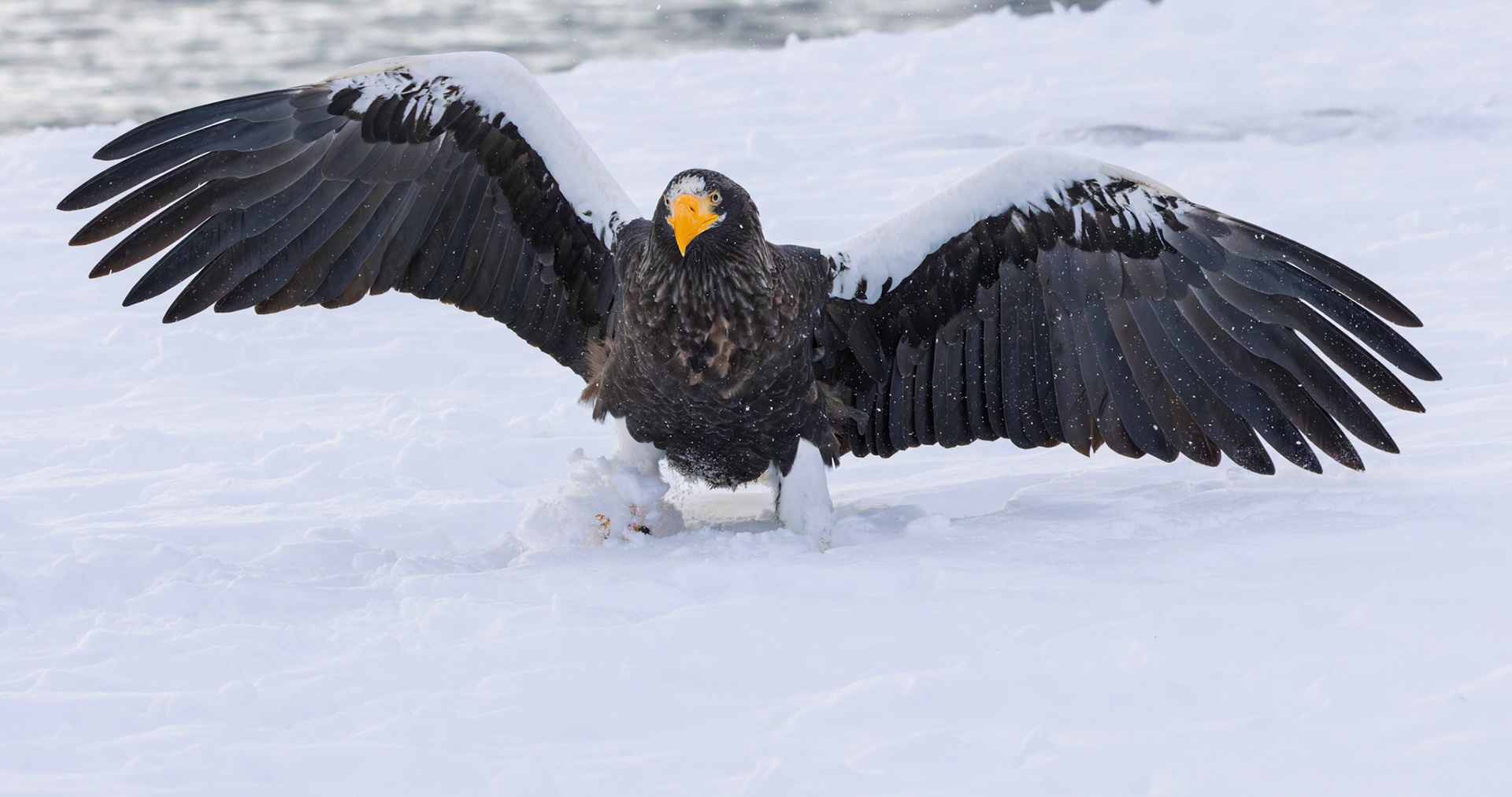 Stella Eagles searching for breakfast at Rausu Fishing Port on the Island of Hokkaido, Japan