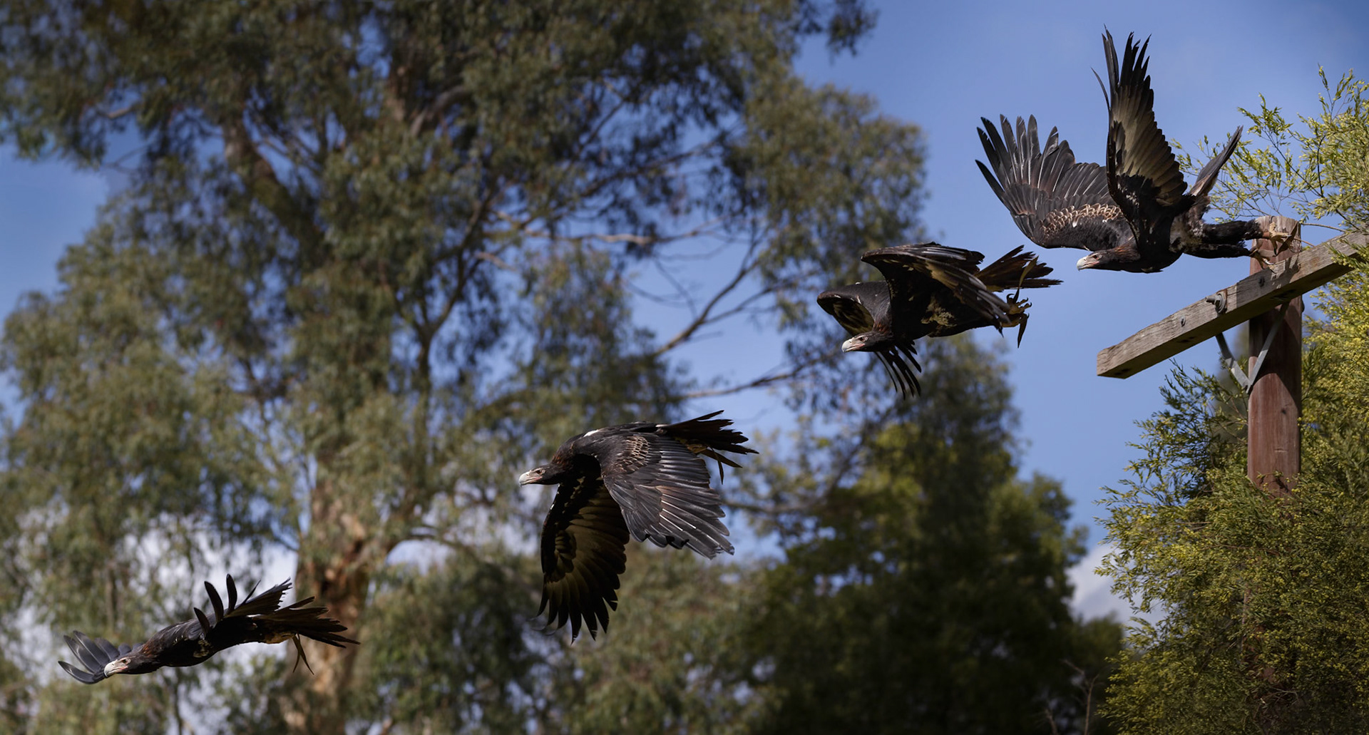 Wedge-Tailed Eagle during the Spirits of the Sky at Healesville Sanctuary in Healesville, Australia