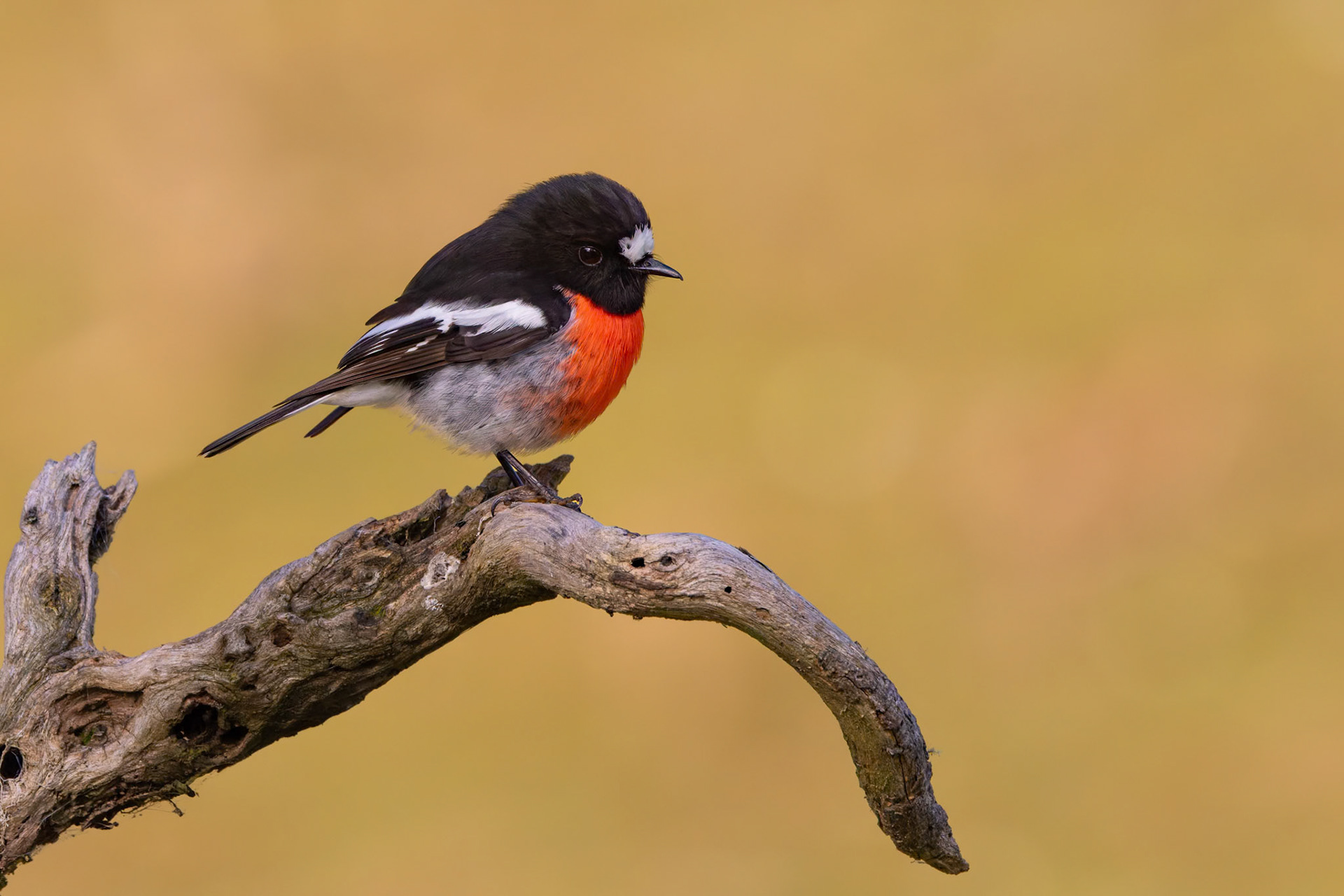 Scarlet Robin at the Inala Raptor Photo Hide on Bruny Island off the coast of Tasmania, Australia