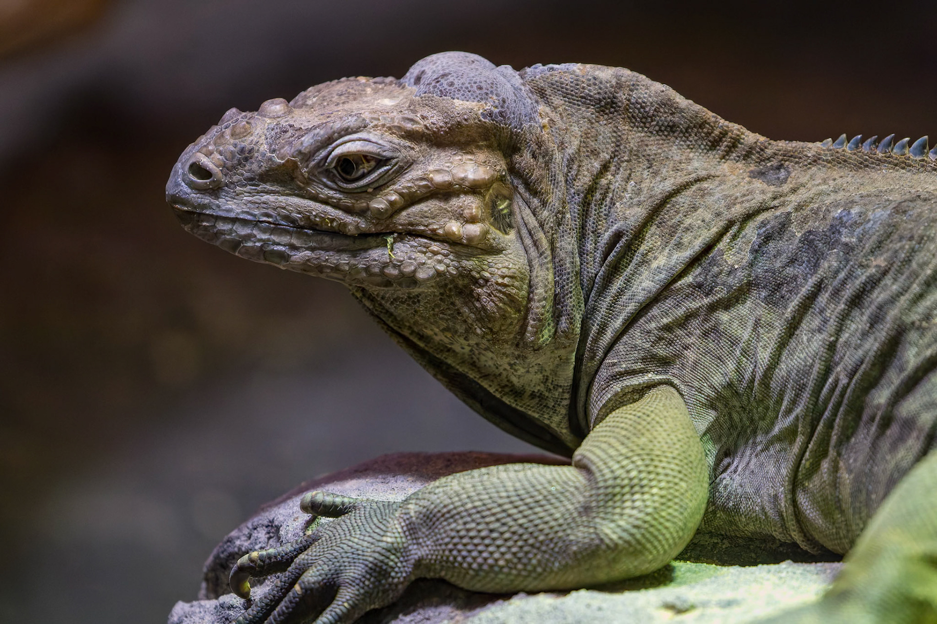 Rhinoceros Iguana at the Melbourne Zoo in Melbourne, Australia