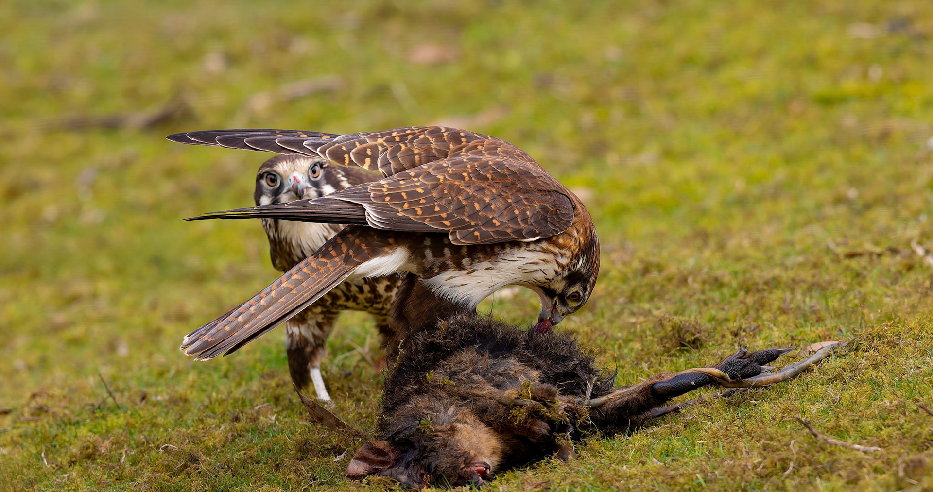 A pair of Brown Falcons at the Inala Raptor Photo Hide on Bruny Island off the coast of Tasmania, Australia