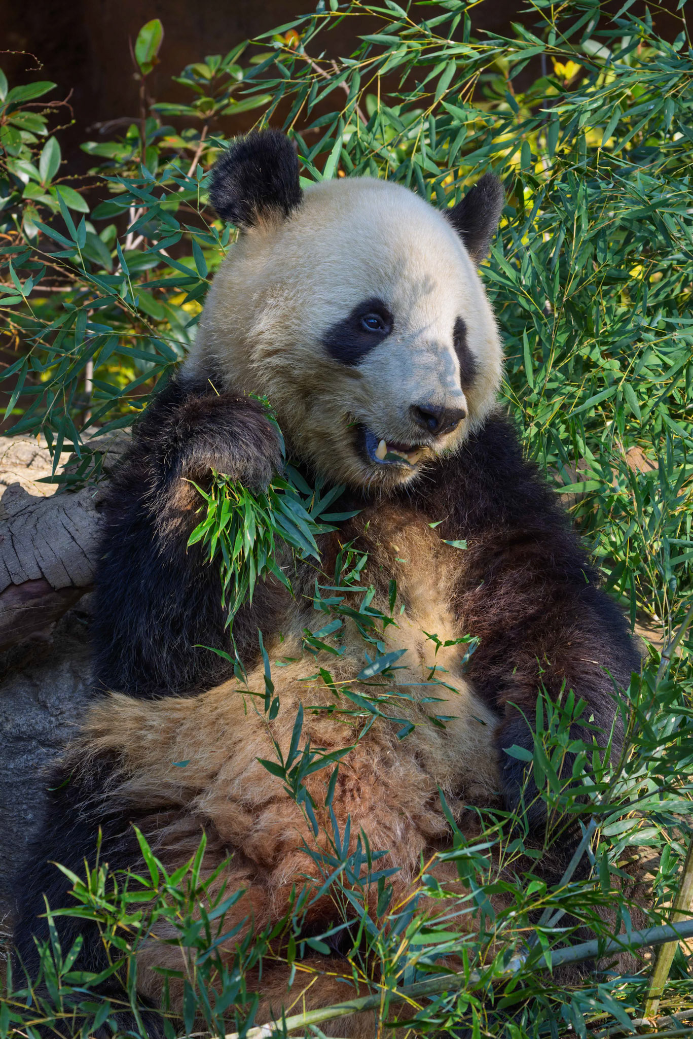 Giant Panda at Ueno Zoological Gardens in Tokyo, Japan
