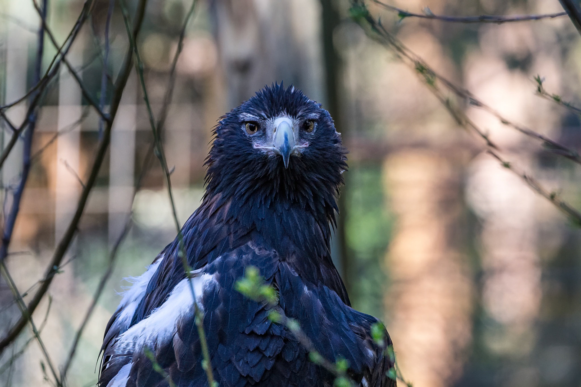 Wedge Tailed Eagle at the Gorge Wildlife Park, South Australia, Australia