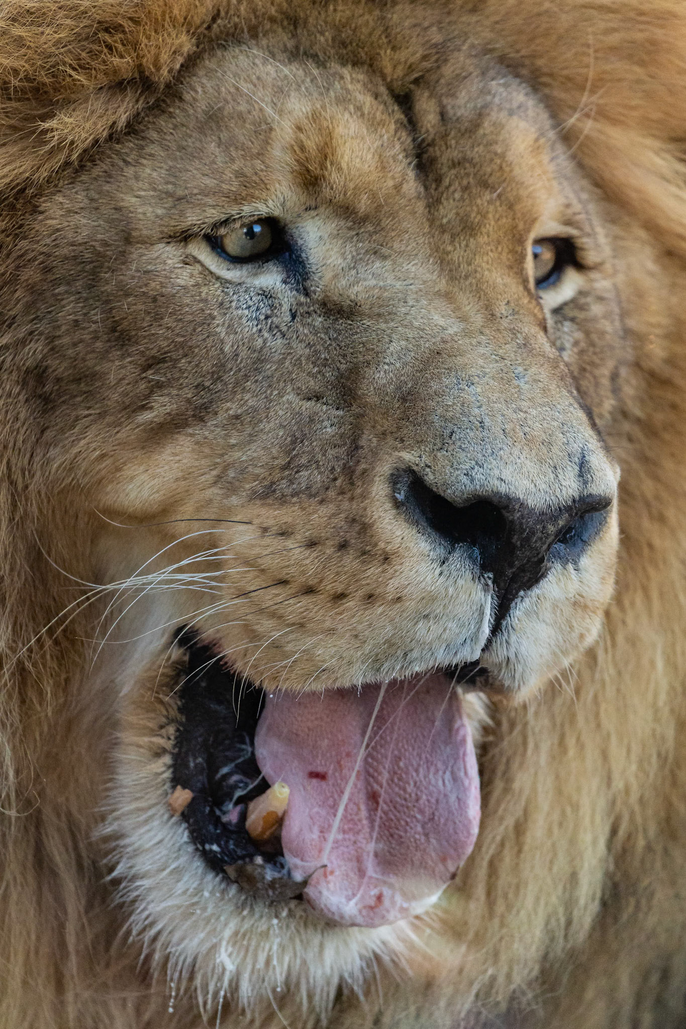 African Lion at the Taronga Western Plains Zoo in Dubbo, New South Wales, Australia