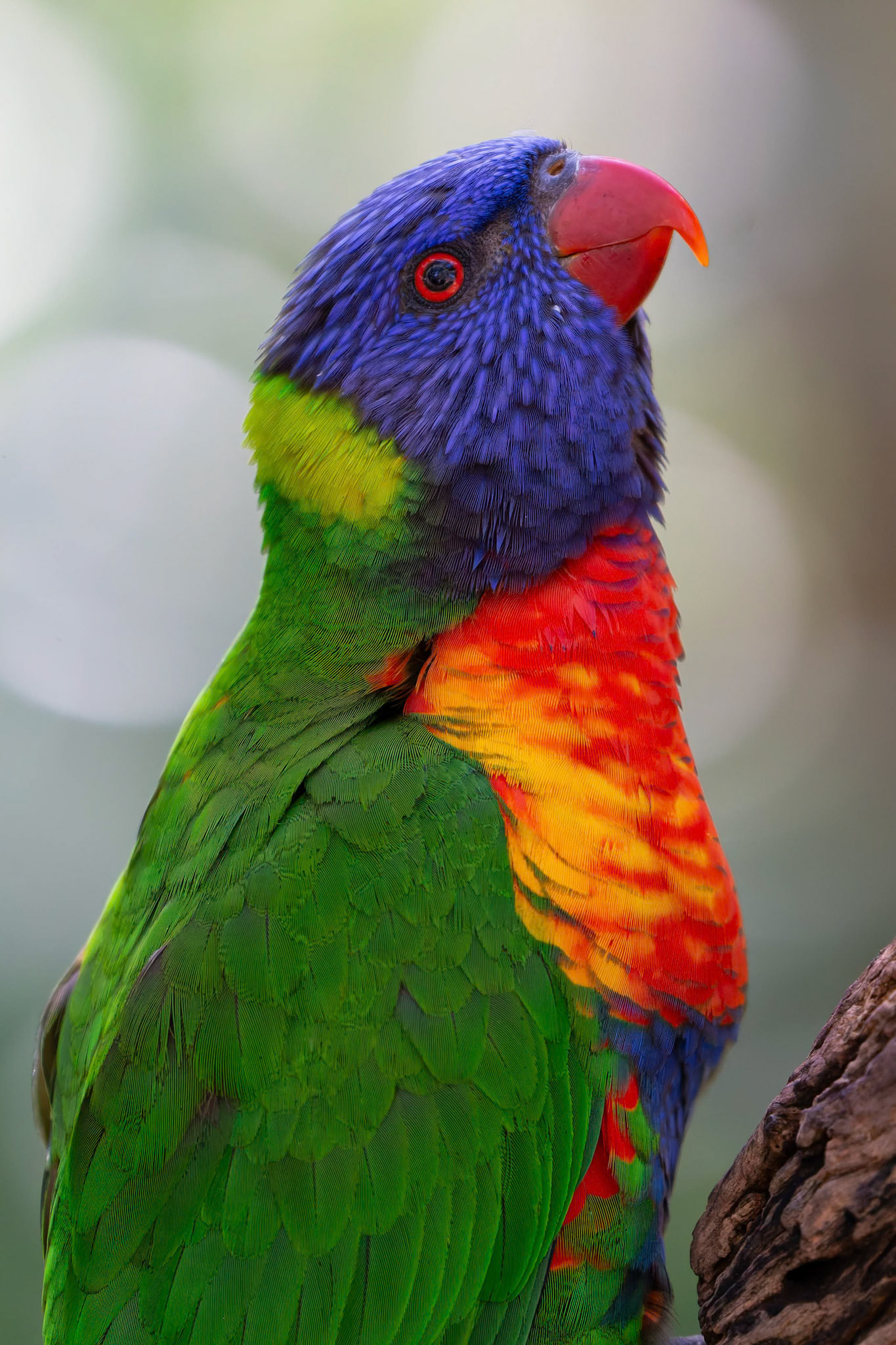 Rainbow Lorikeet at Healesville Sanctuary in Healesville, Australia