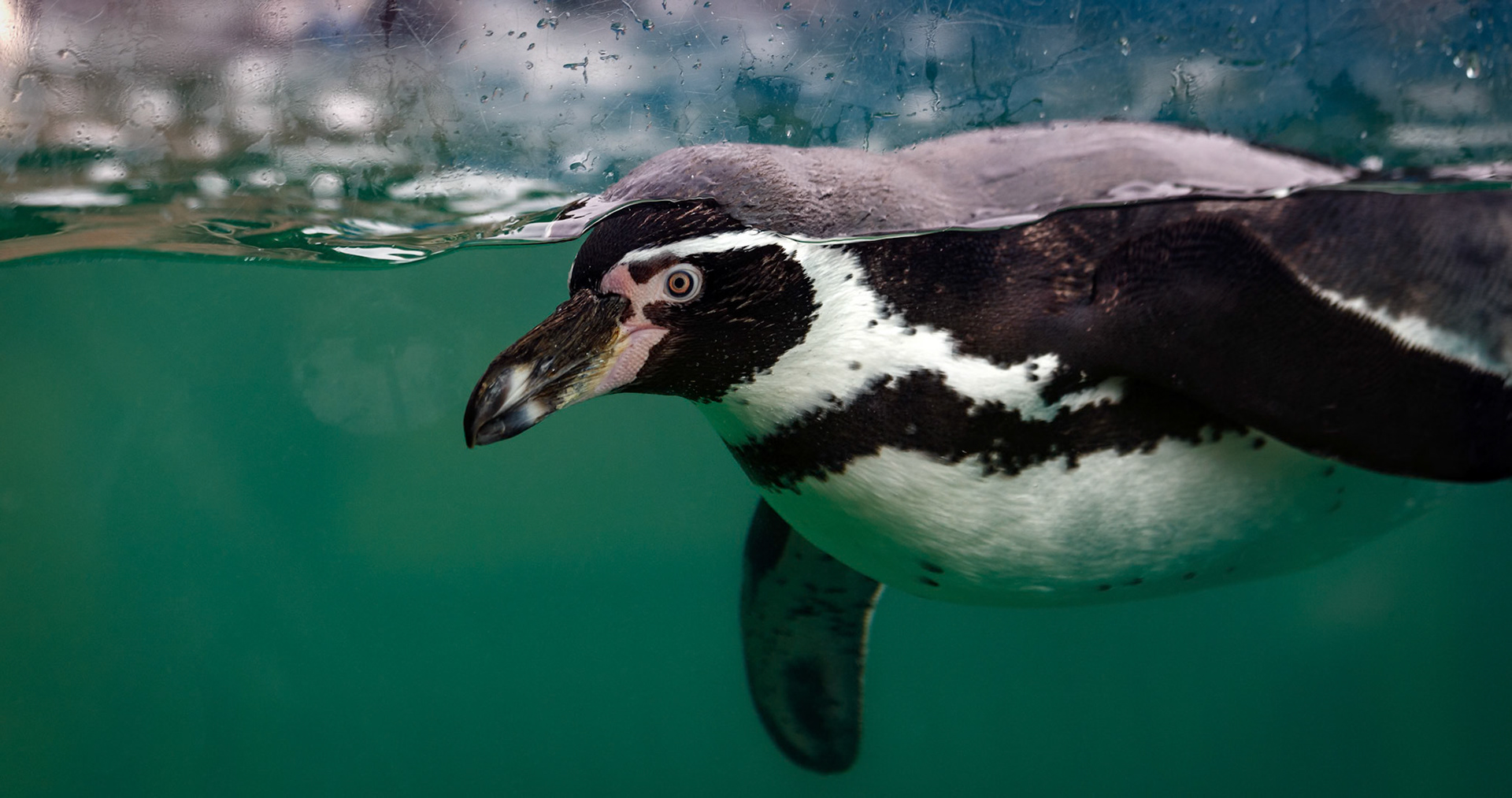 Humboldt Penguin at the Welsh Mountain Zoo, Wales