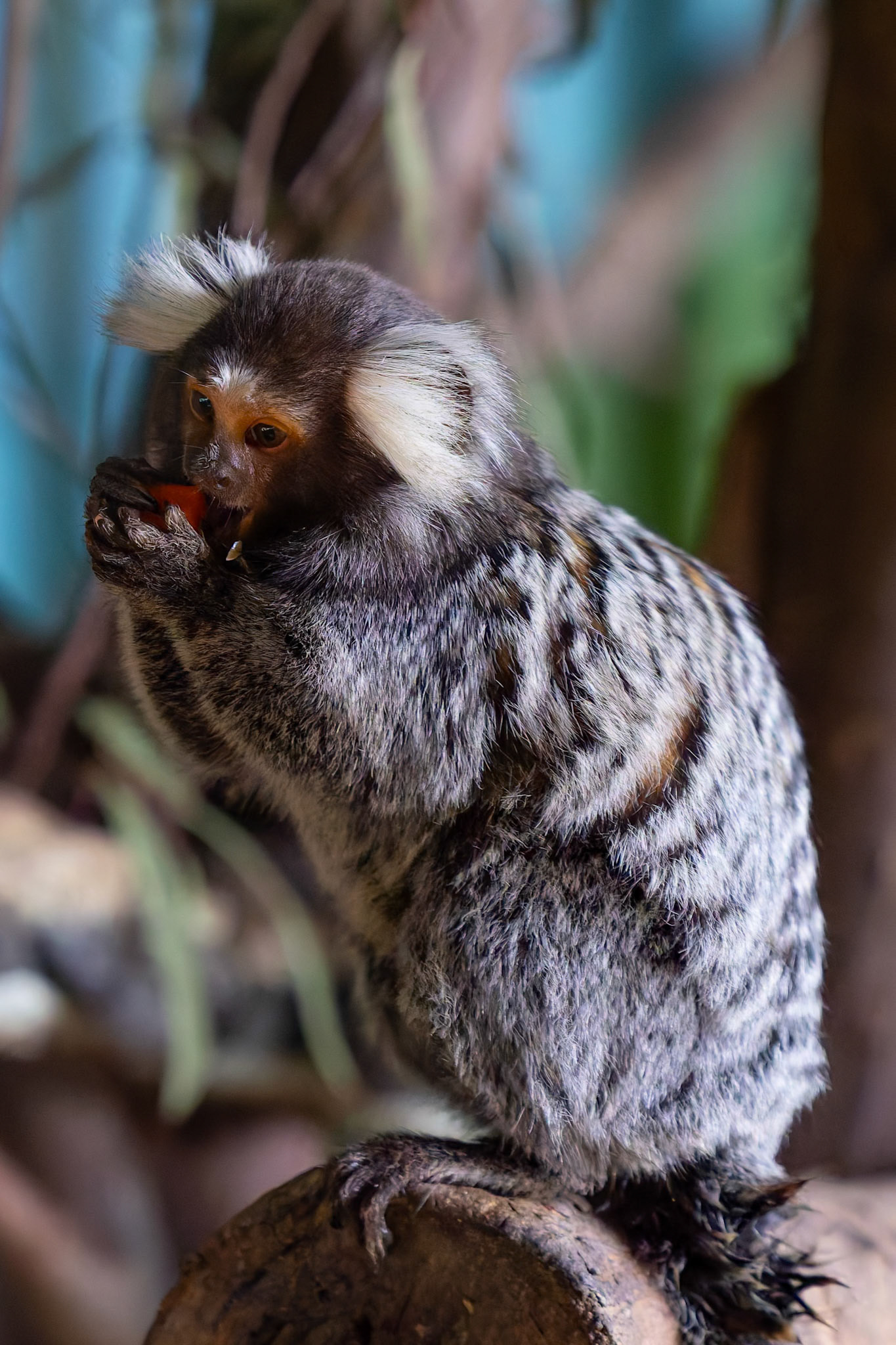 Common Marmoset at the Tasmanian Zoo outside of Launceston in Tasmania, Australia