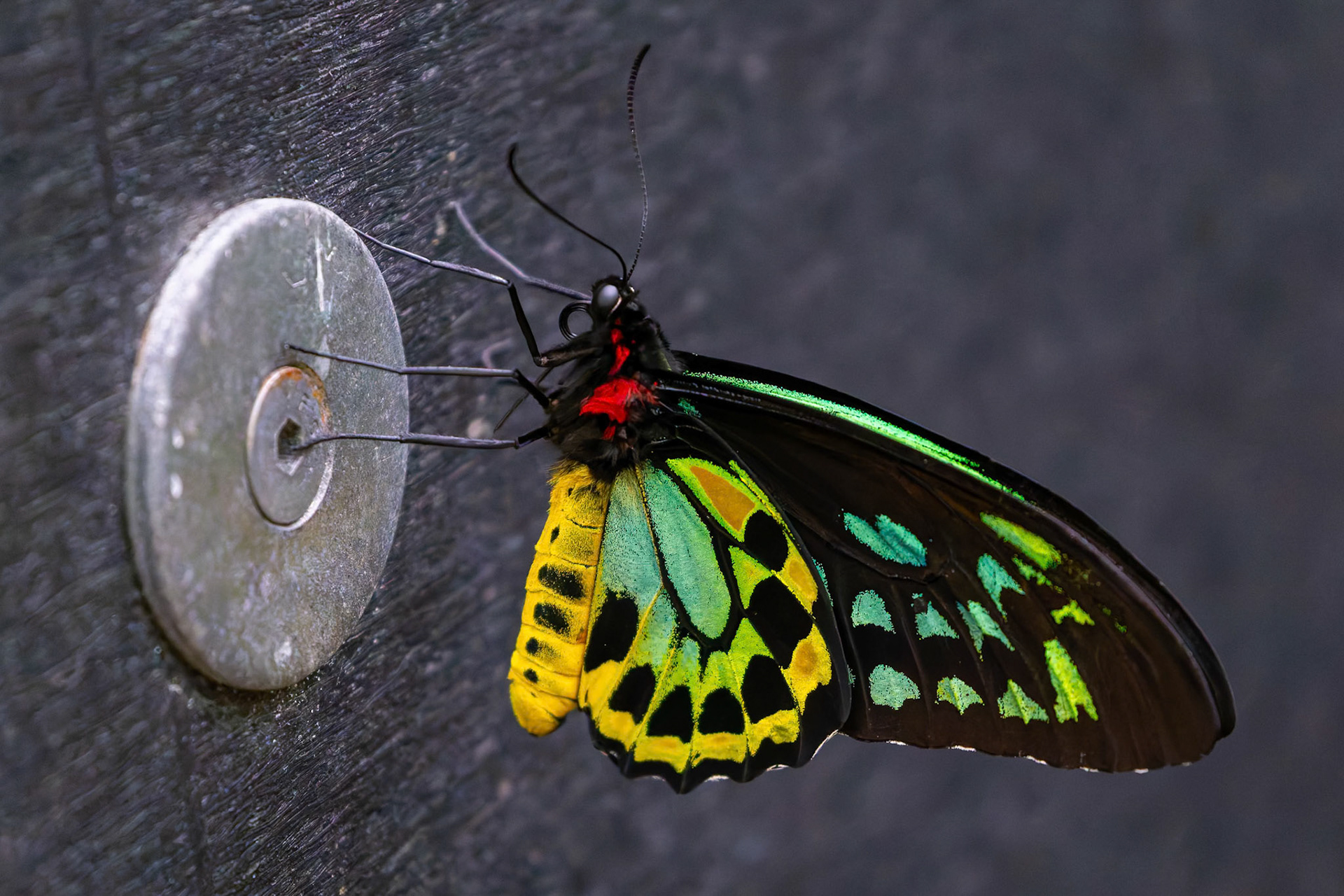 A butterfly in Butterfly House at the Melbourne Zoo in Melbourne, Australia