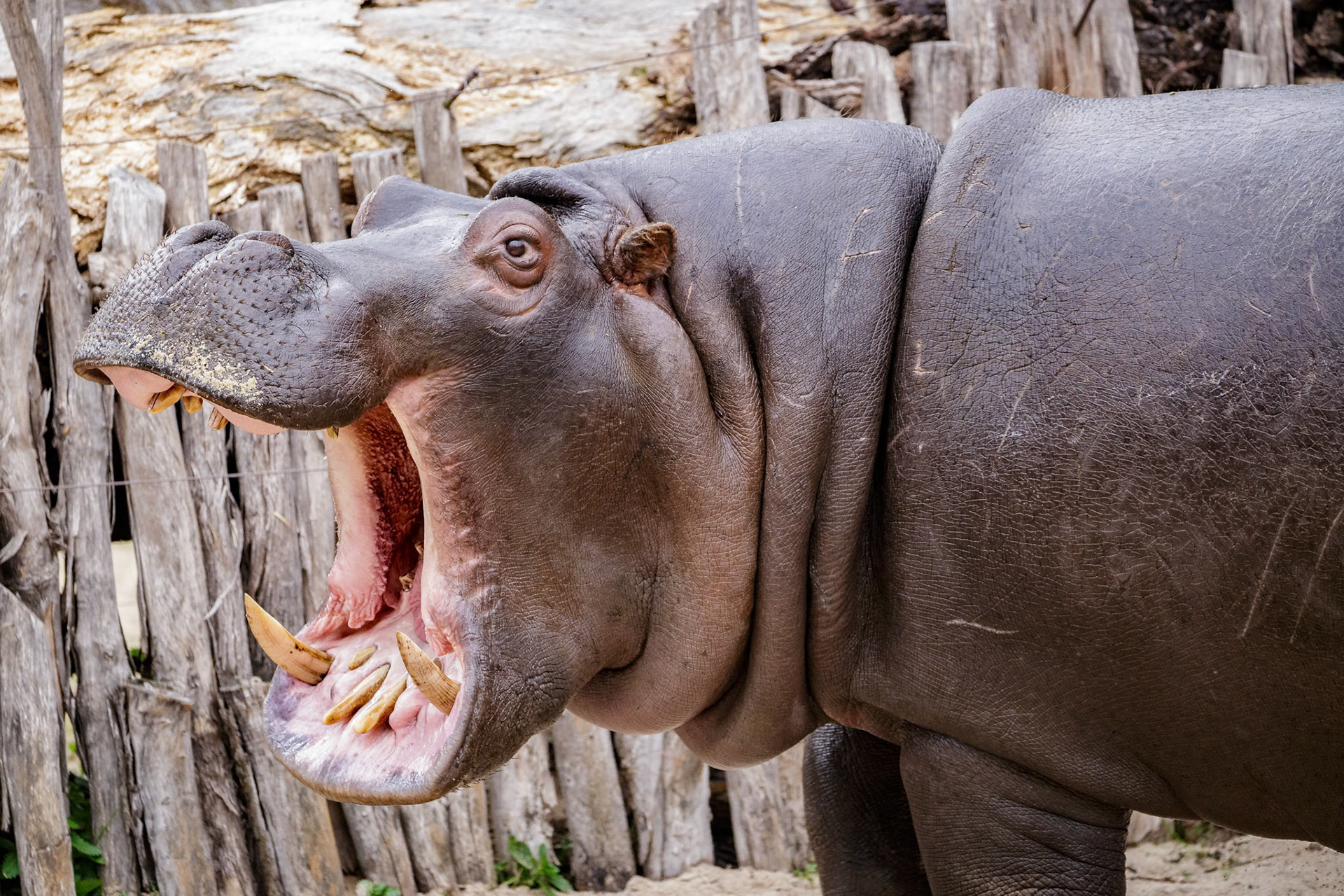 Hippopotamus at Werribee Open Range Zoo in Werribee South in Victoria, Australia
