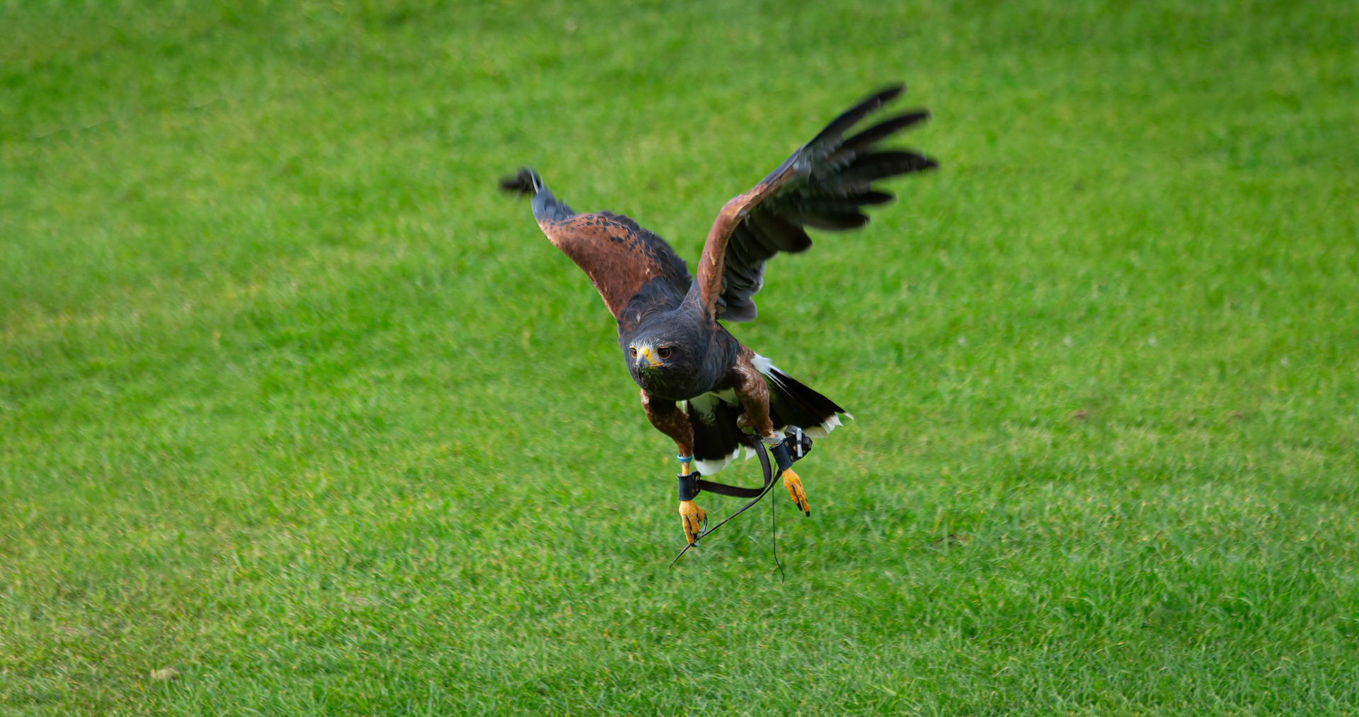 Harris Hawk at the Welsh Mountain Zoo, Wales