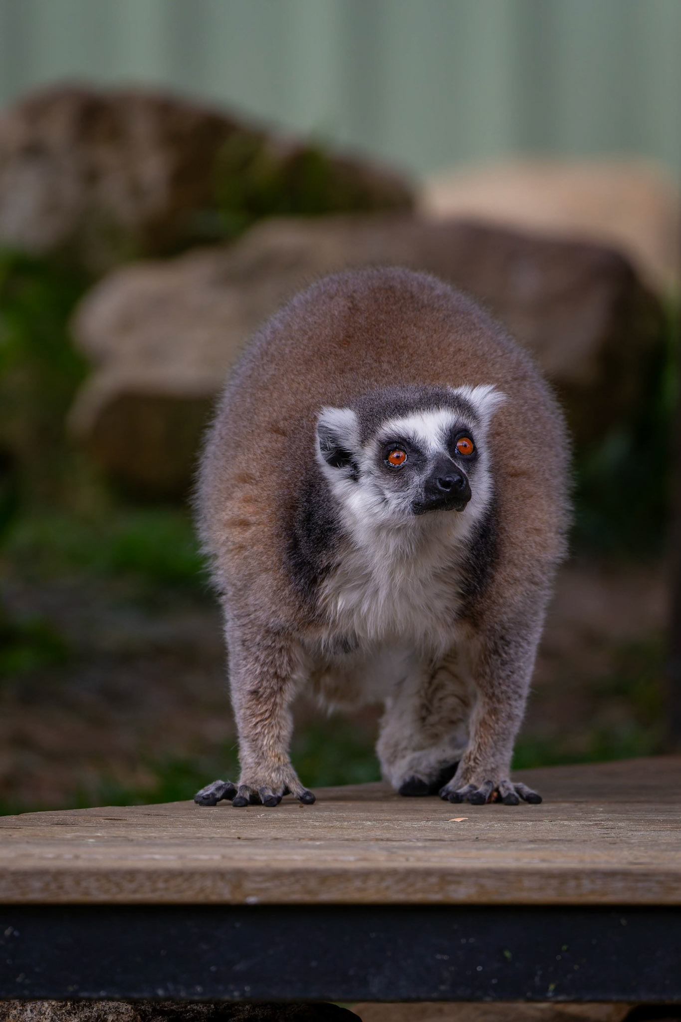 Ring-Tailed Lemur at National Zoo &amp; Aquarium in Canberra, Australia