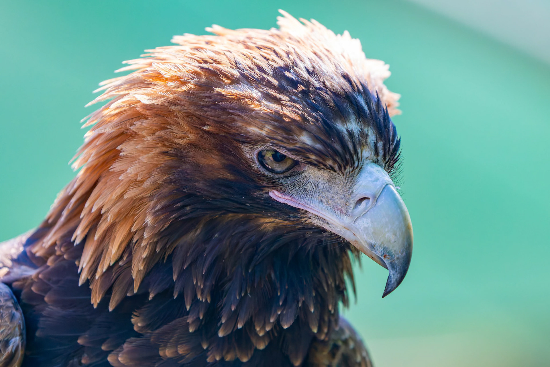 Wedge Tailed Eagle at the Raptor Domain on Kangaroo Island, Australia