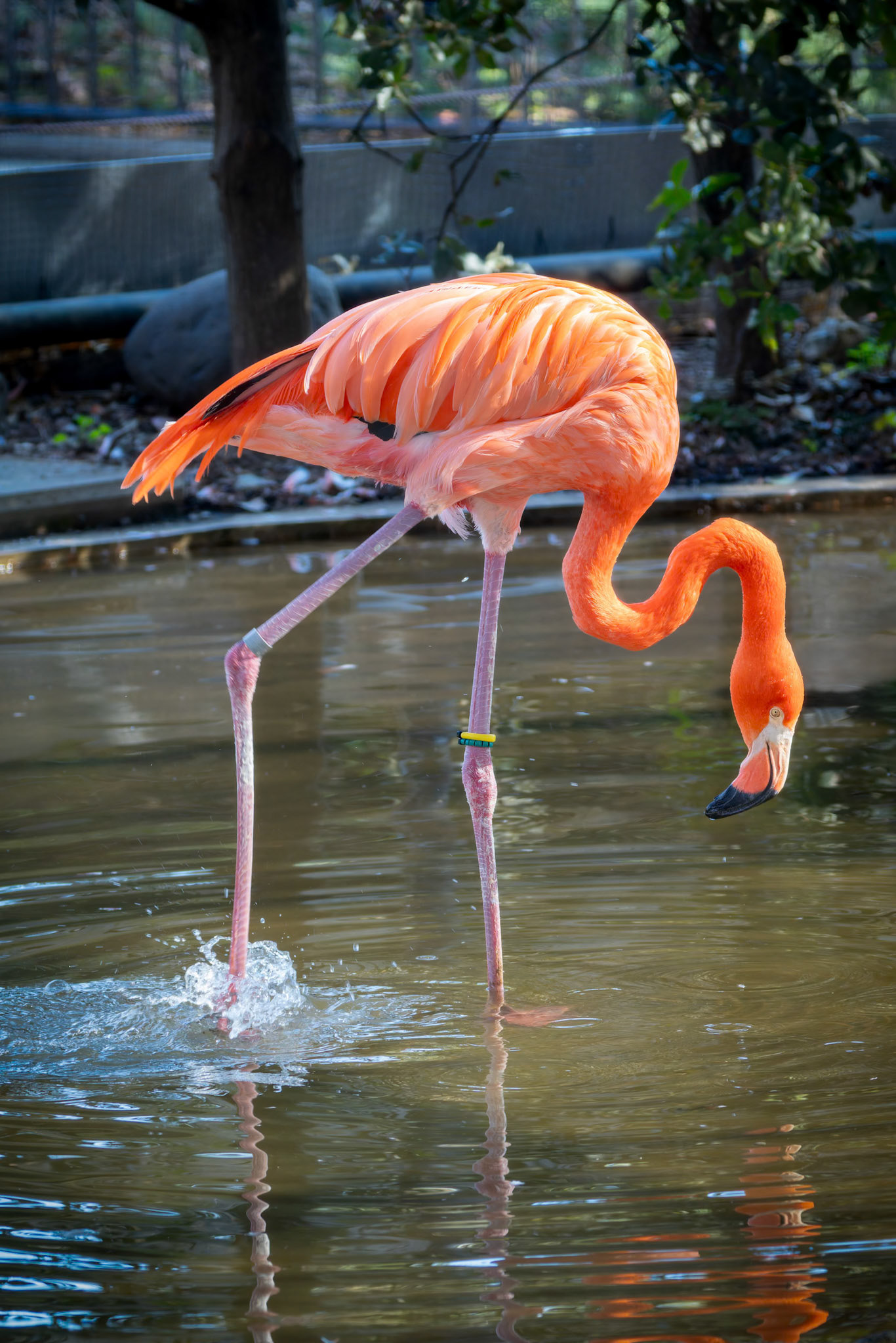 American Flamingo at Ueno Zoological Gardens in Tokyo, Japan