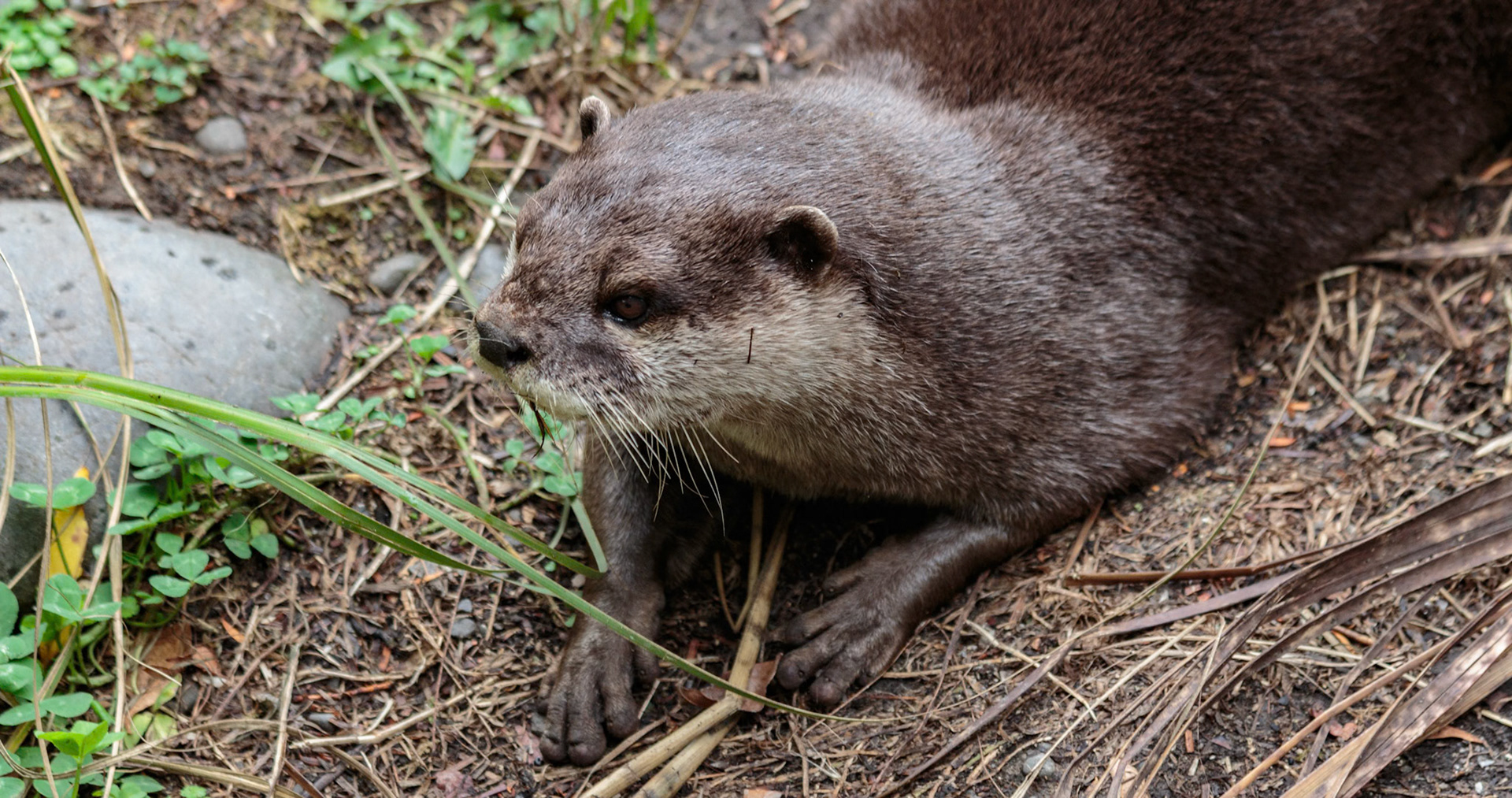 Otter at the Willowbank Wildlife Park, Christchurch, New Zealand