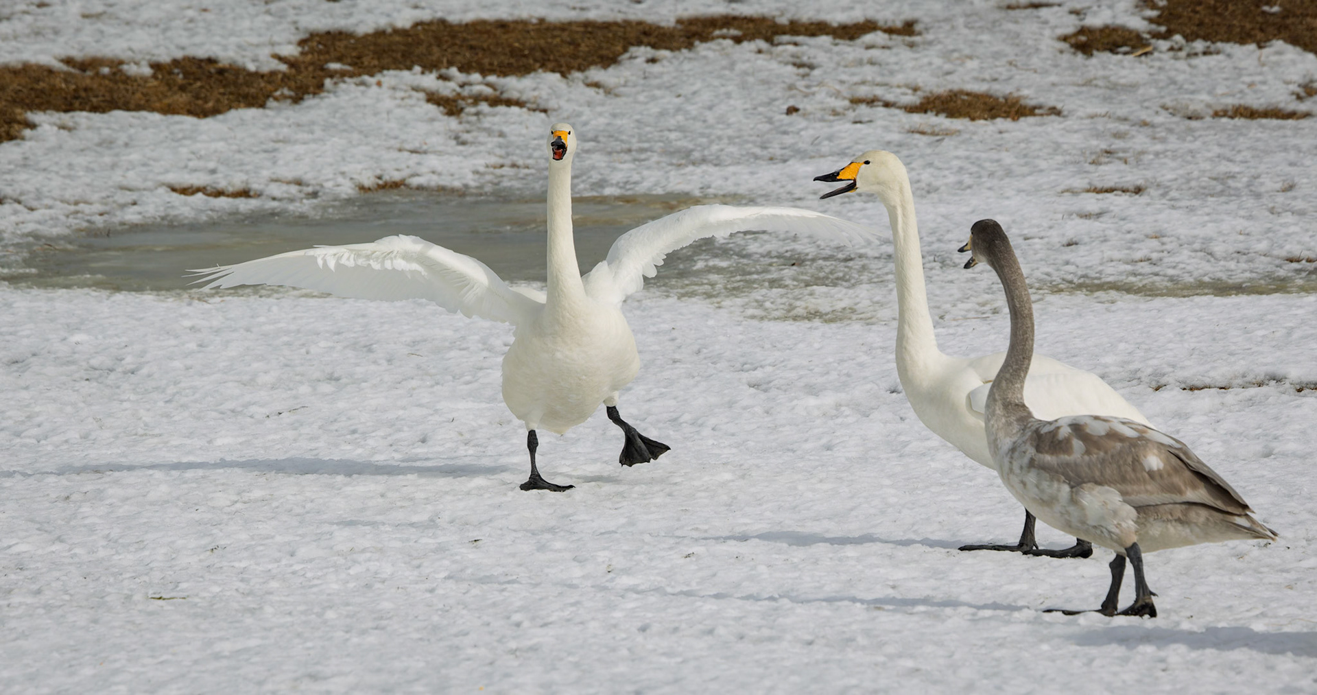Whooper swans at the Akan International Crane Center in Kushiro on the island of Hokkaido, Japan