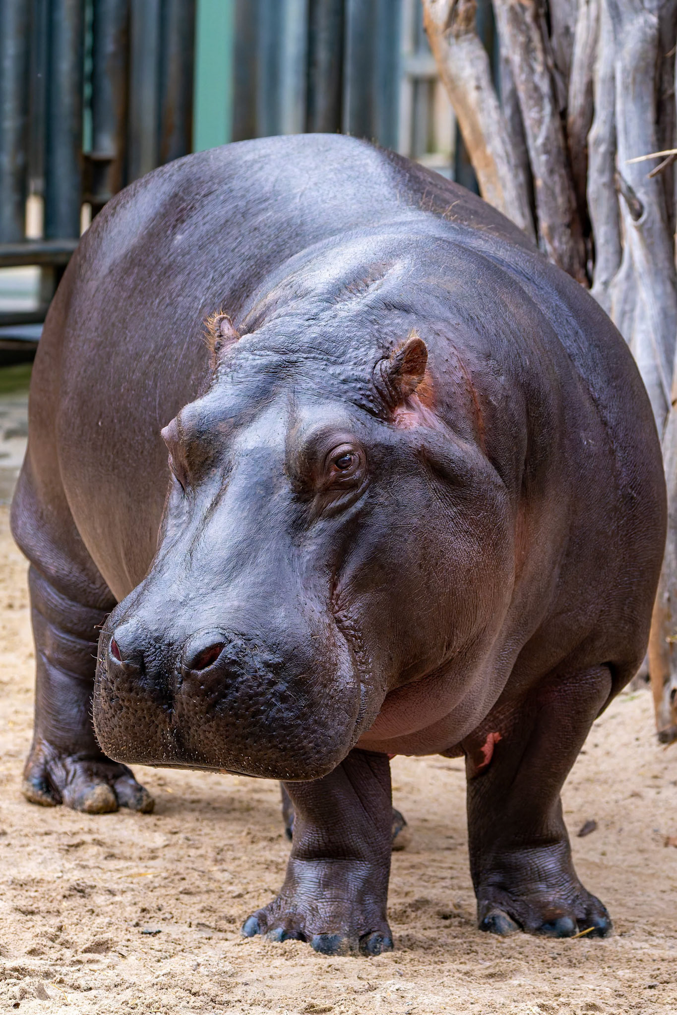 Hippopotamus at Werribee Open Range Zoo in Werribee South in Victoria, Australia