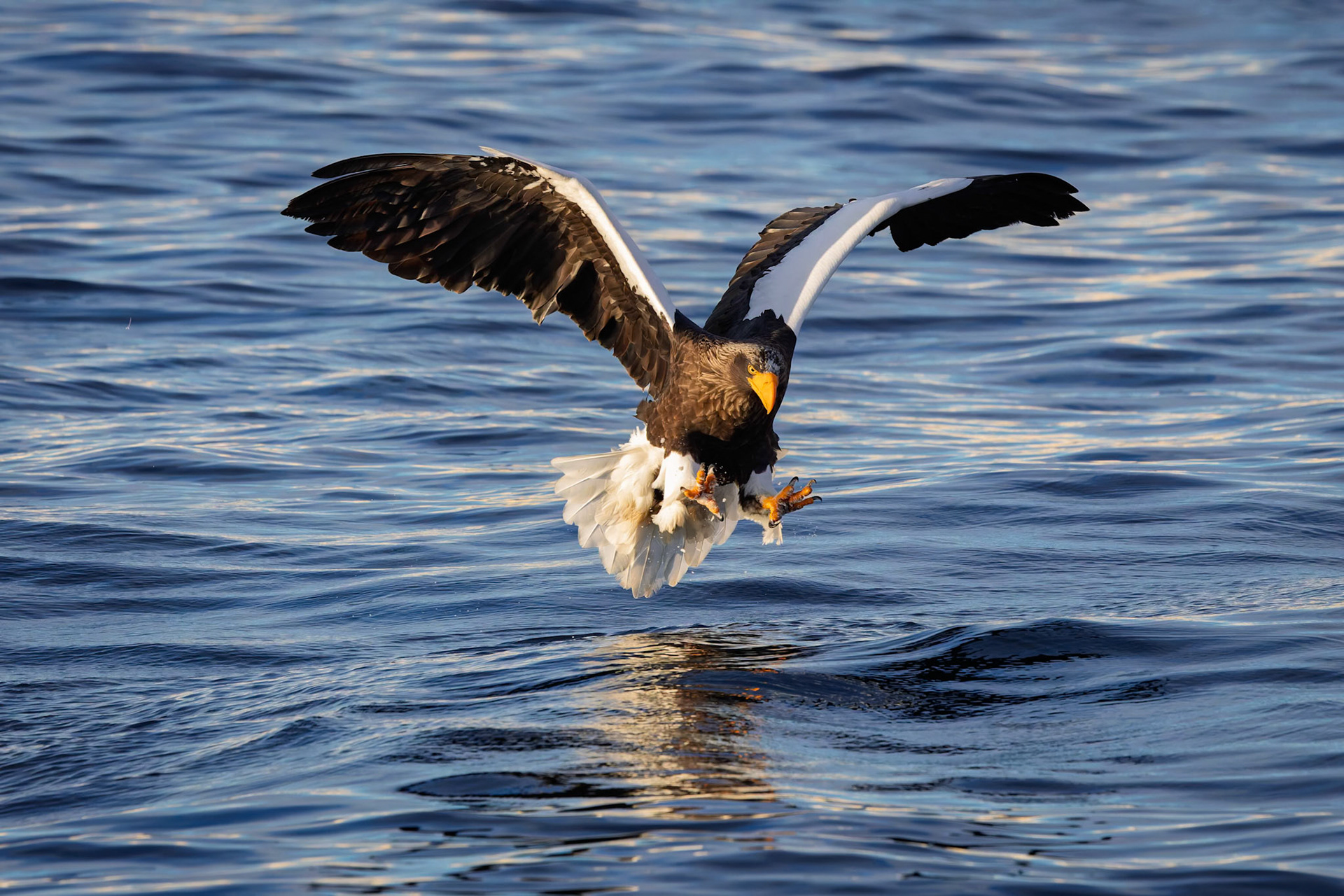 Stella Eagle catching fish at Rausu Fishing Port on the Island of Hokkaido, Japan