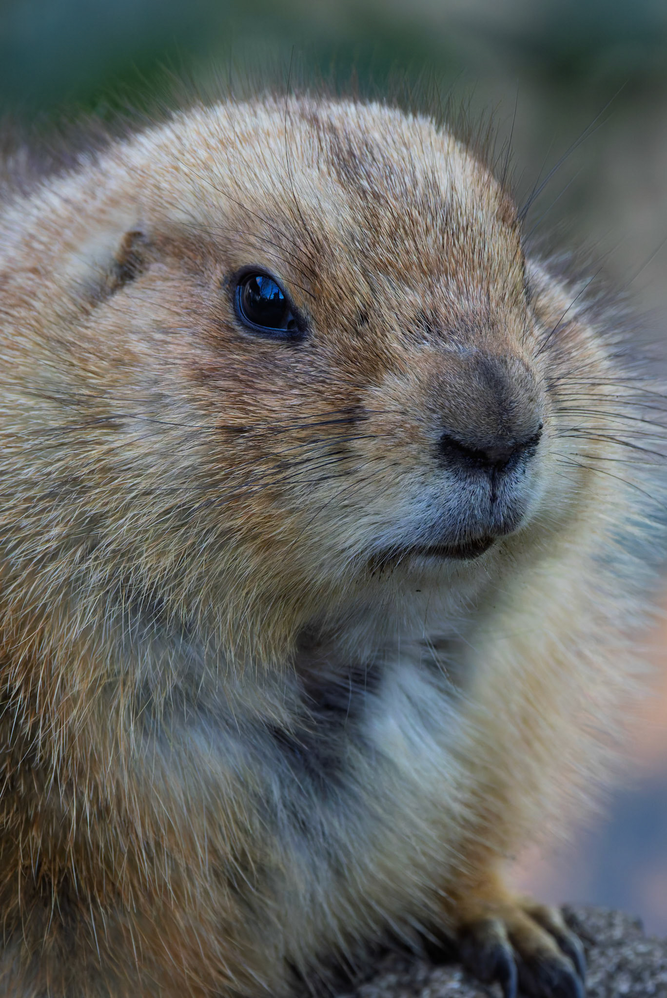 Prairie Dogs at Ueno Zoological Gardens in Tokyo, Japan