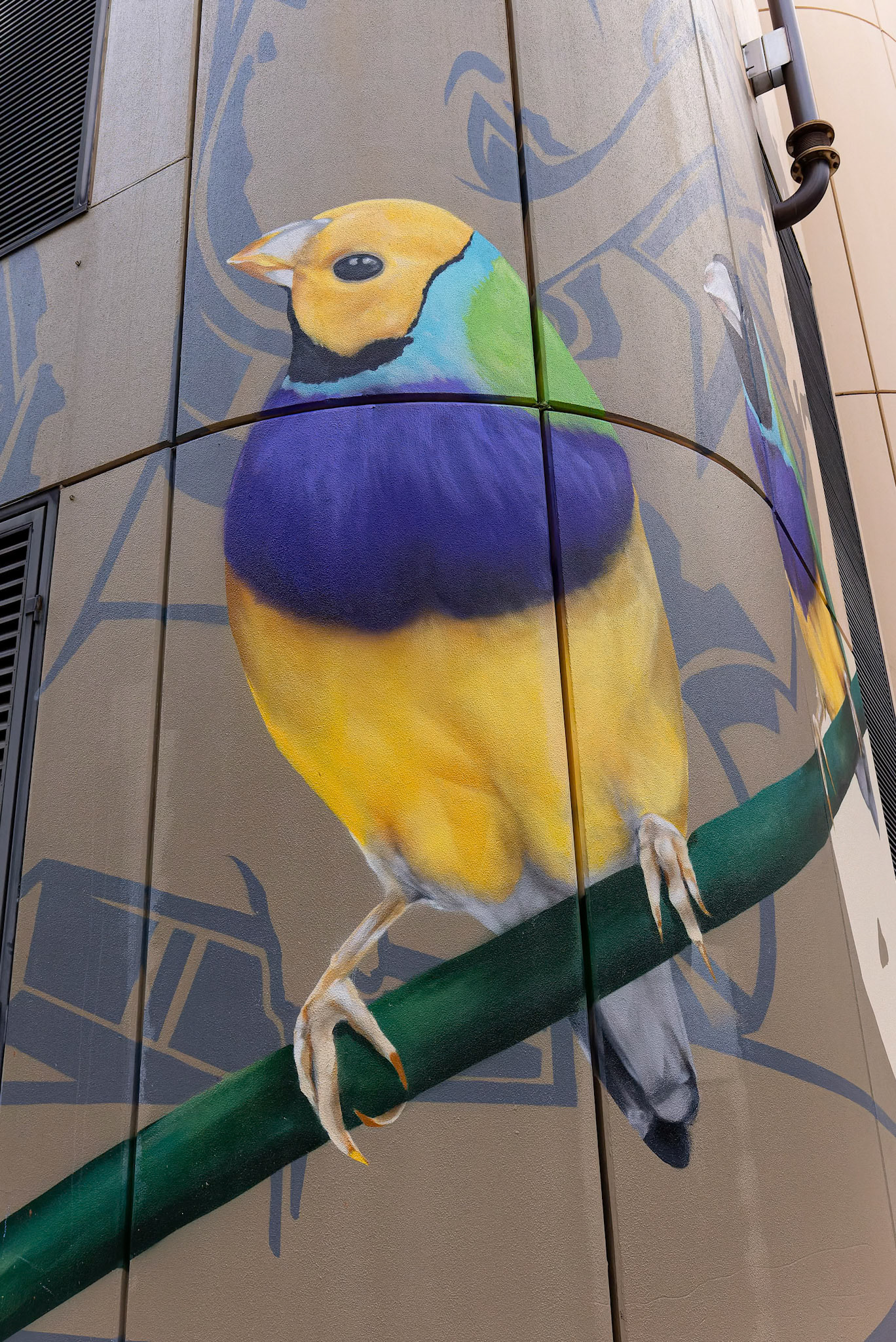 Gouldian Finch street Artwork by Jimmy Dvate and Jesse Bell, on the corner of West Lane and Chapel Lane in Darwin, Australia