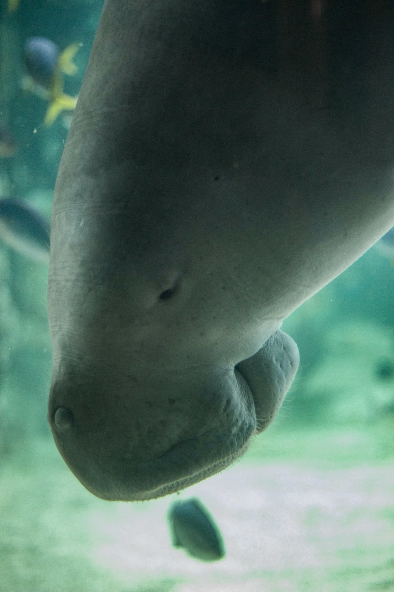 2015-09-15 - Sydney Aquarium 22