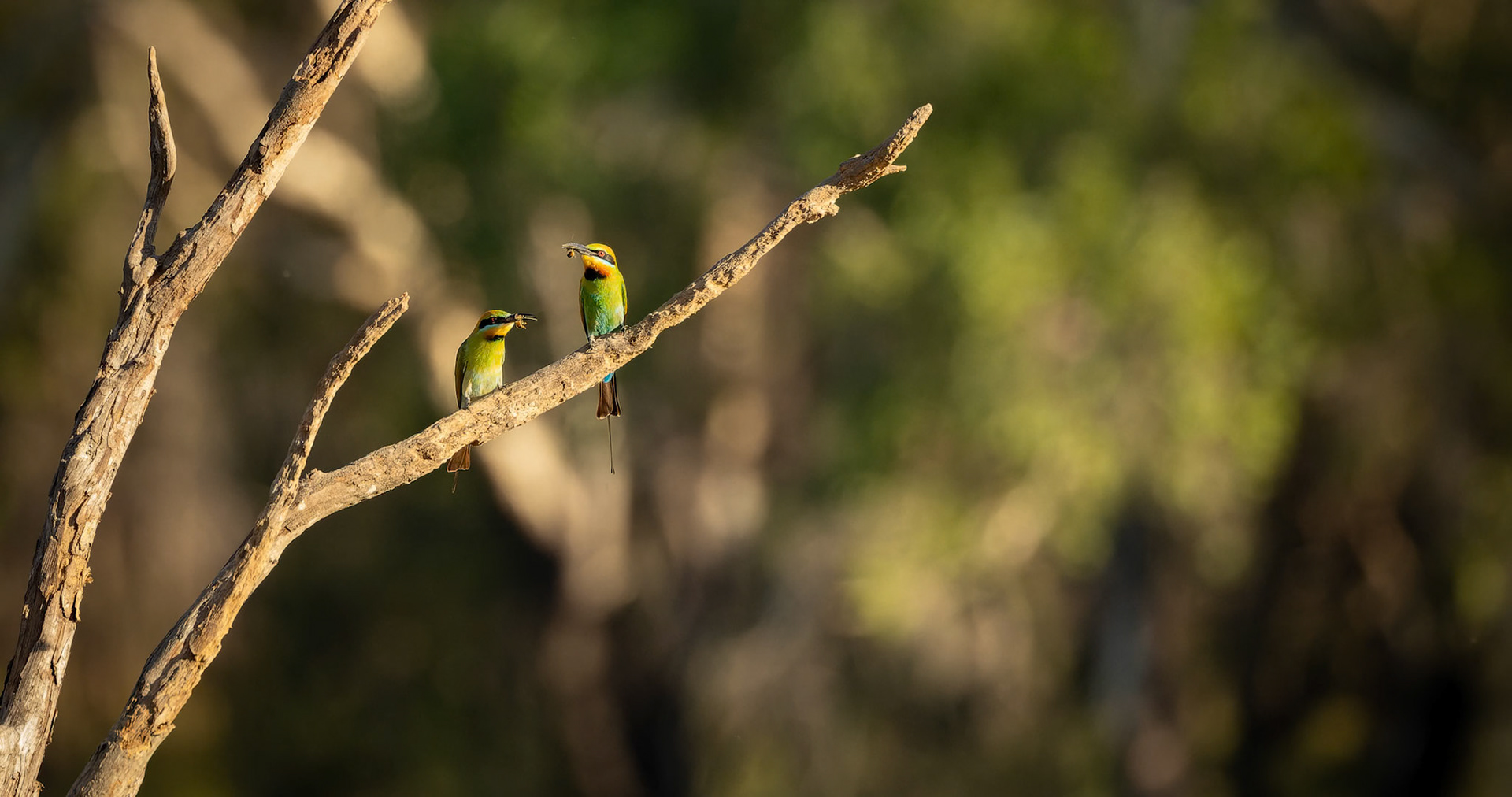 A pair of Rainbow Bee-Eater in Anbangbang Billabong at Kakadu National Park in Northern Territory, Australia