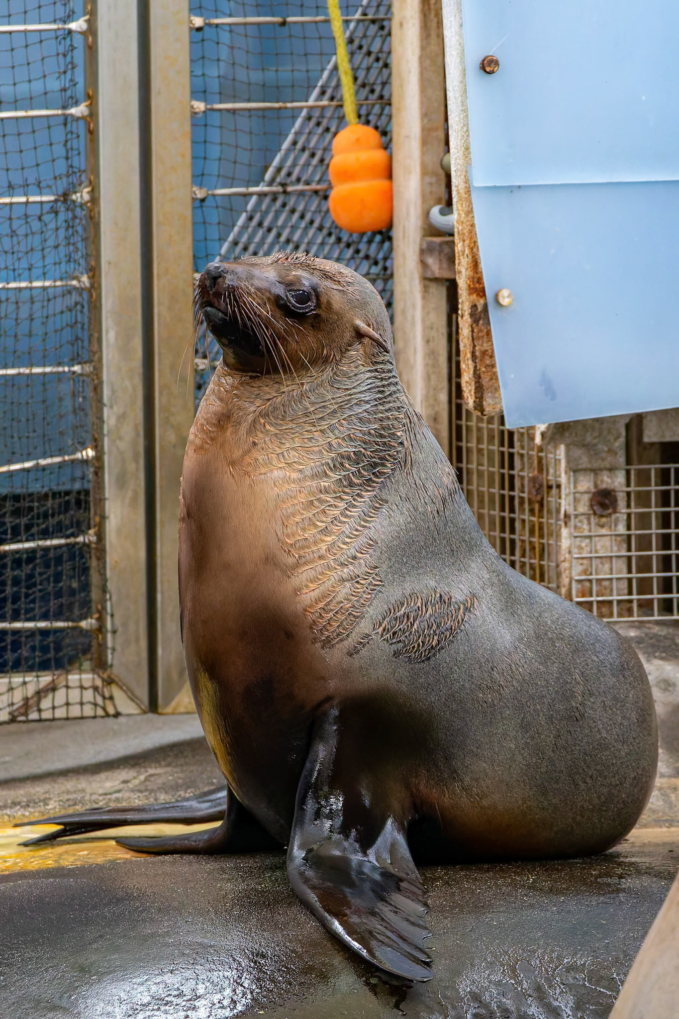 Australian Fur Seal at the Melbourne Zoo in Melbourne, Australia
