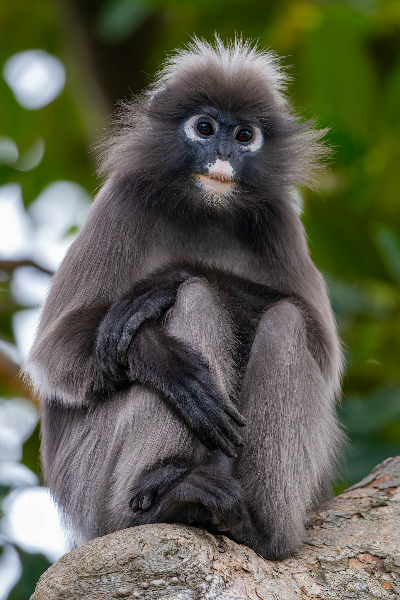 Dusky Leaf-Monkey at the Adelaide Zoo, South Australia, Australia
