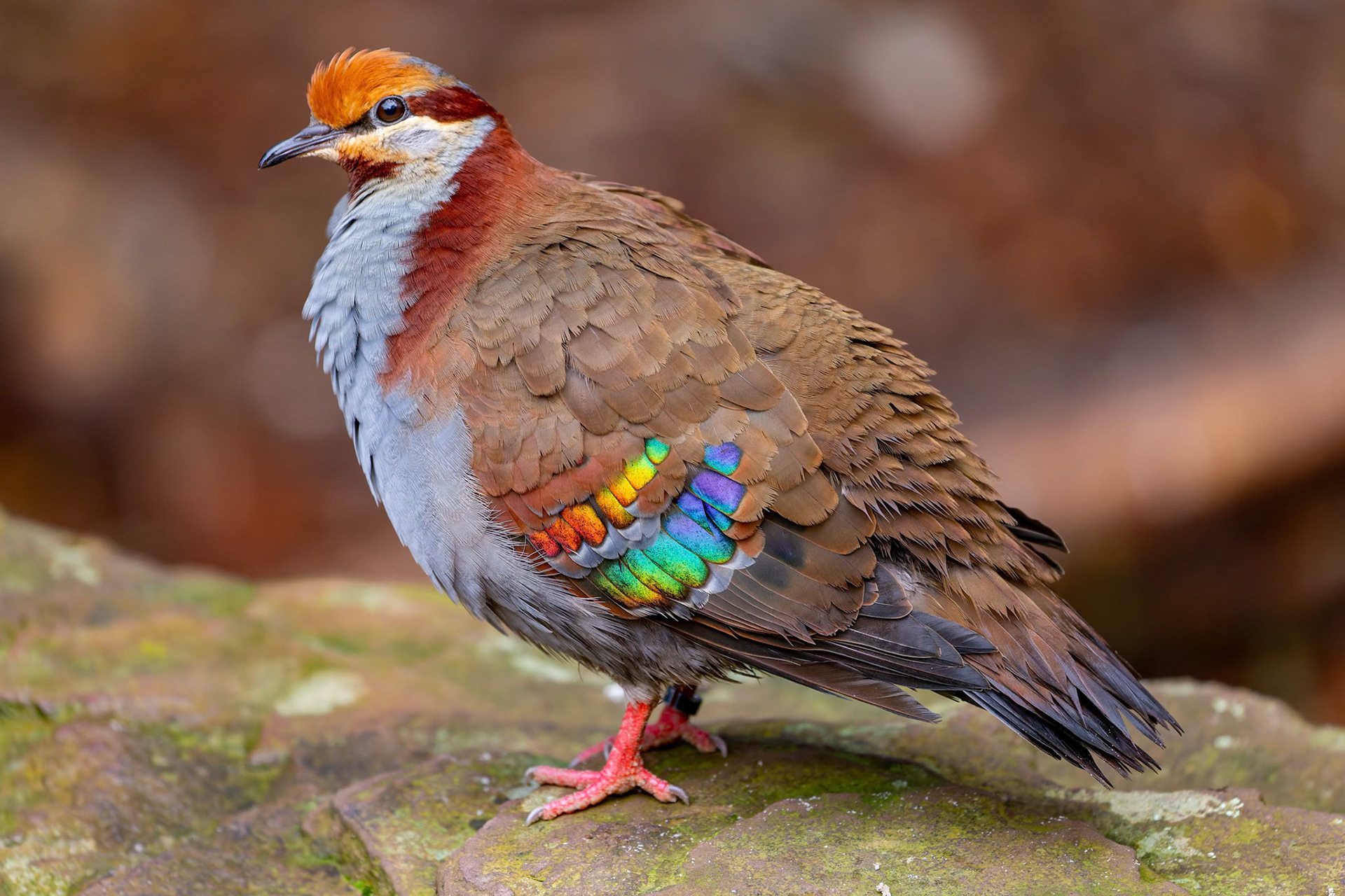 Bush Bronzewing at Healesville Sanctuary in Healesville, Australia