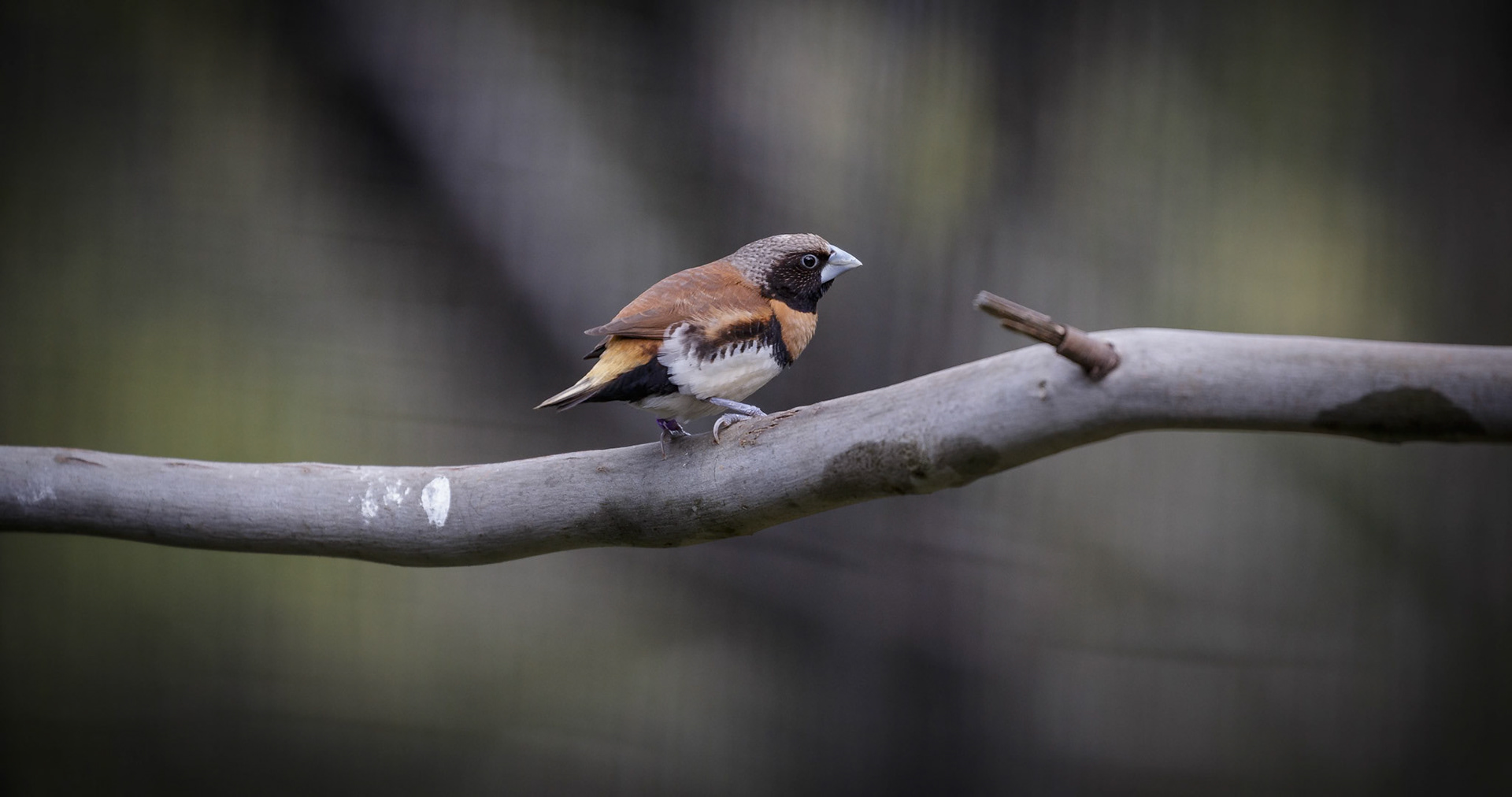Chestnut-Breasted Mannikin at Healesville Sanctuary in Healesville, Australia