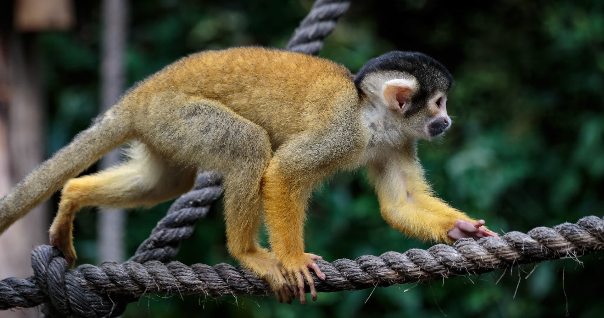 Bolivian Black-capped Squirrel Monkey at the London ZSL
