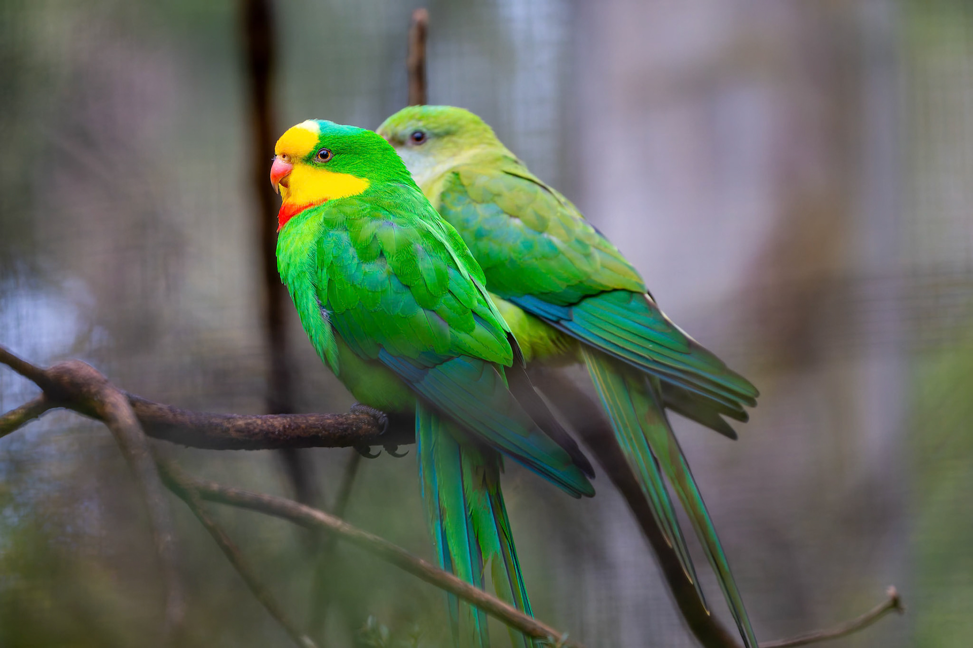 Superb Parrot at Healesville Sanctuary in Healesville, Australia