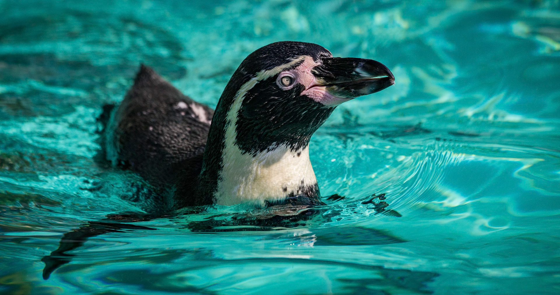 Humboldti Penguin at the London ZSL