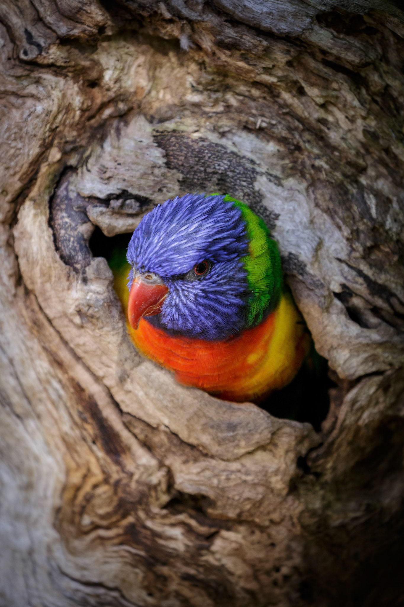 Rainbow Lorikeet at Healesville Sanctuary in Healesville, Australia