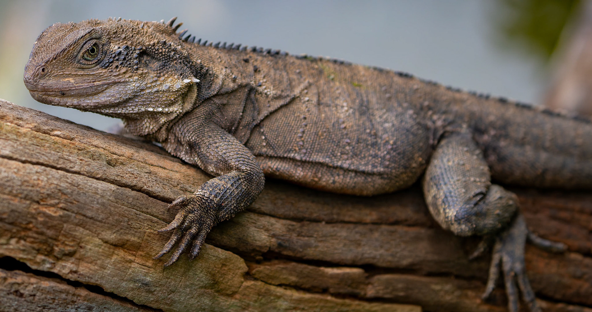 Water Dragon at the Kangaroo Island Wildlife Park on Kangaroo Island, Australia