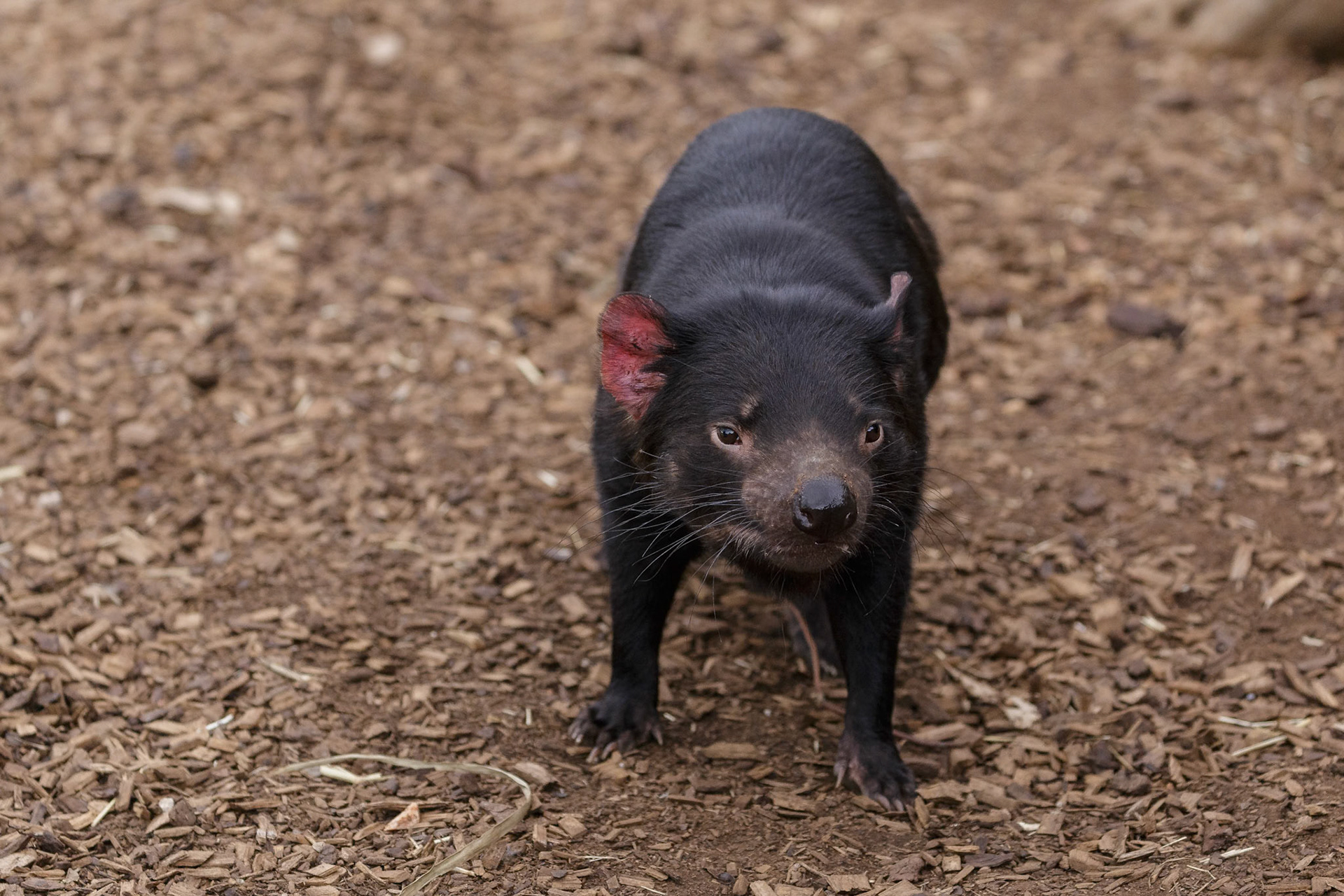 Tasmanian Devil at the Monarto Zoo, South Australia, Australia