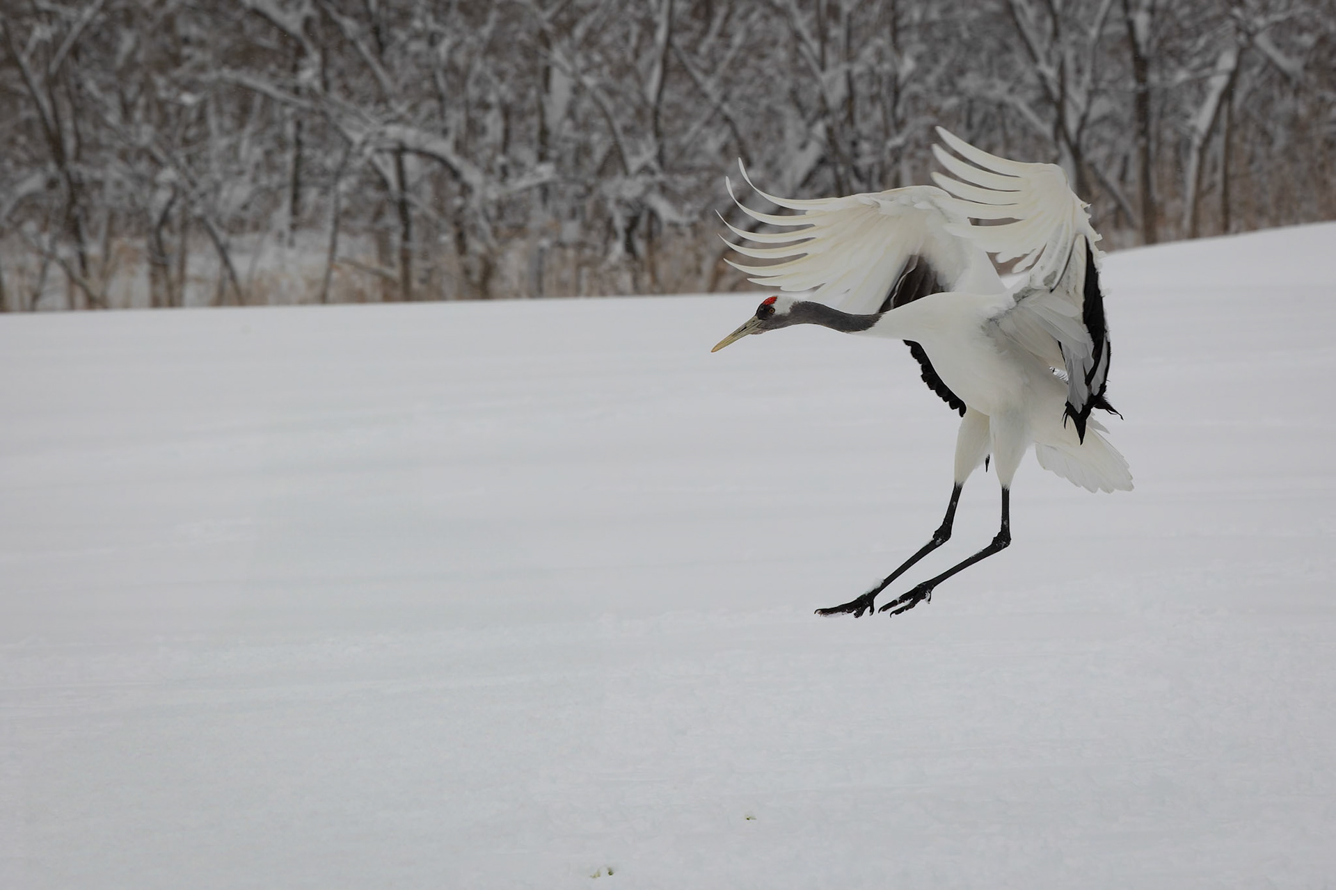 Red-Crowned Crane at the Akan International Crane Center in Kushiro on the island of Hokkaido, Japan