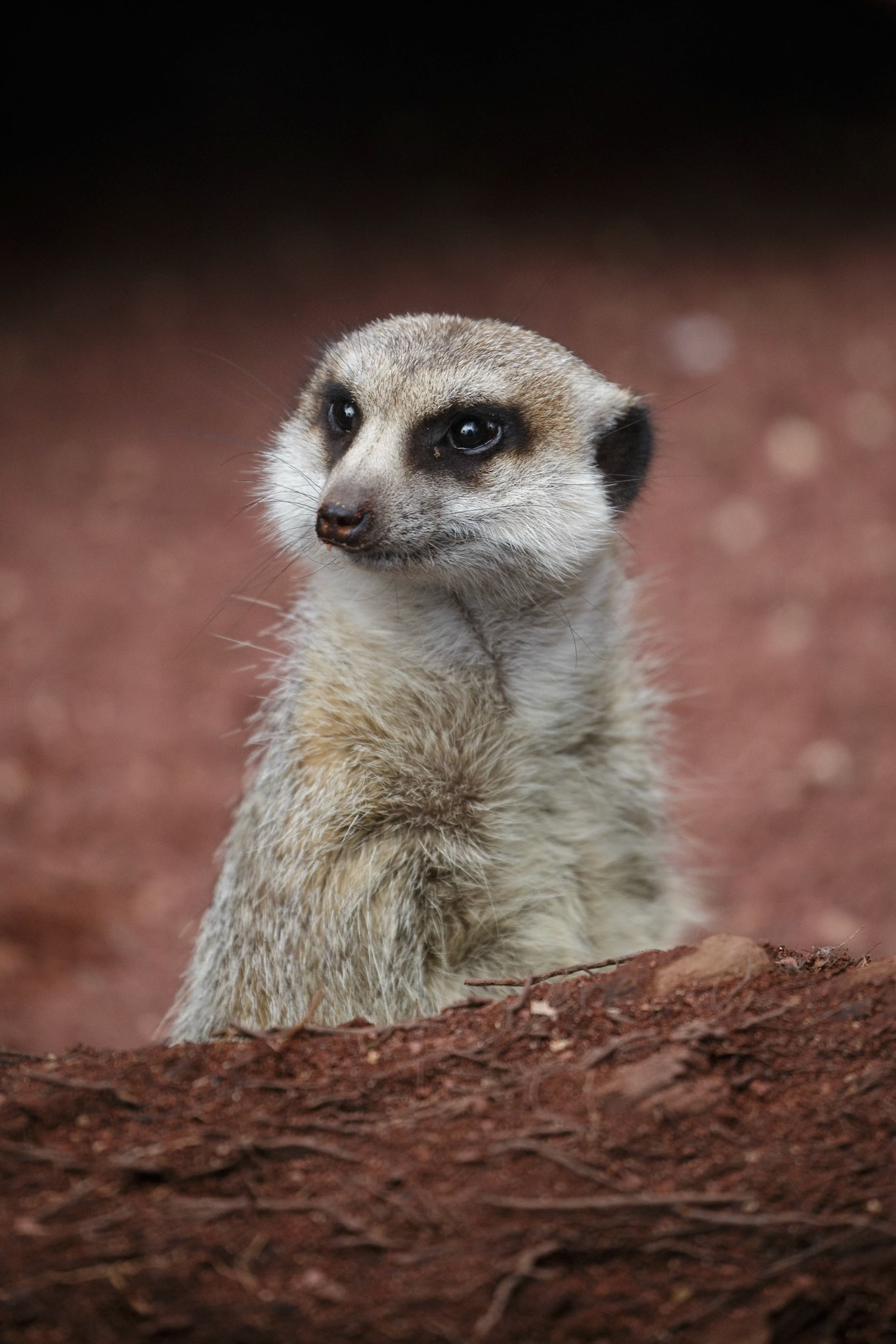 Meerkat at the Melbourne Zoo in Melbourne, Australia