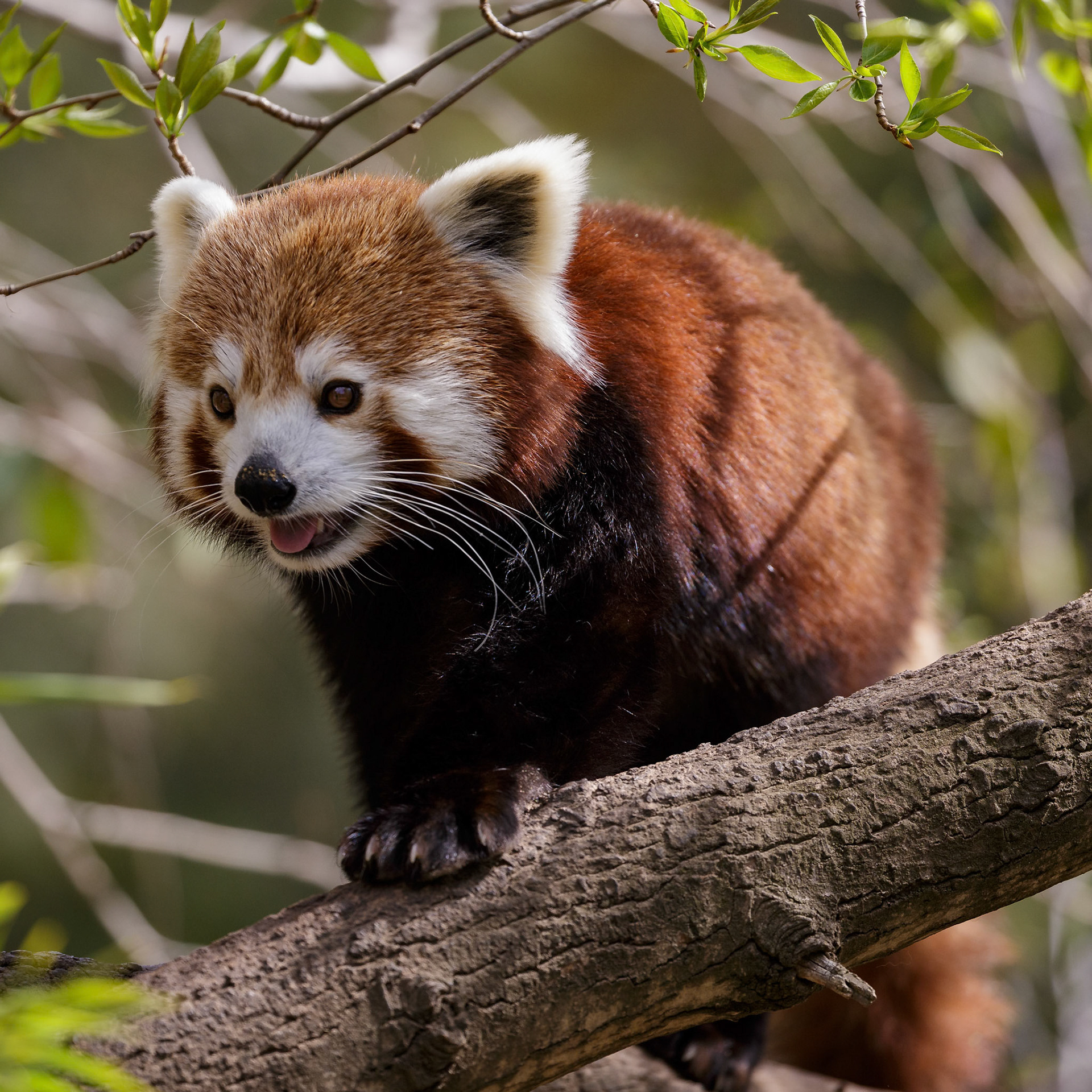 Red Panda at National Zoo &amp; Aquarium in Canberra, Australia