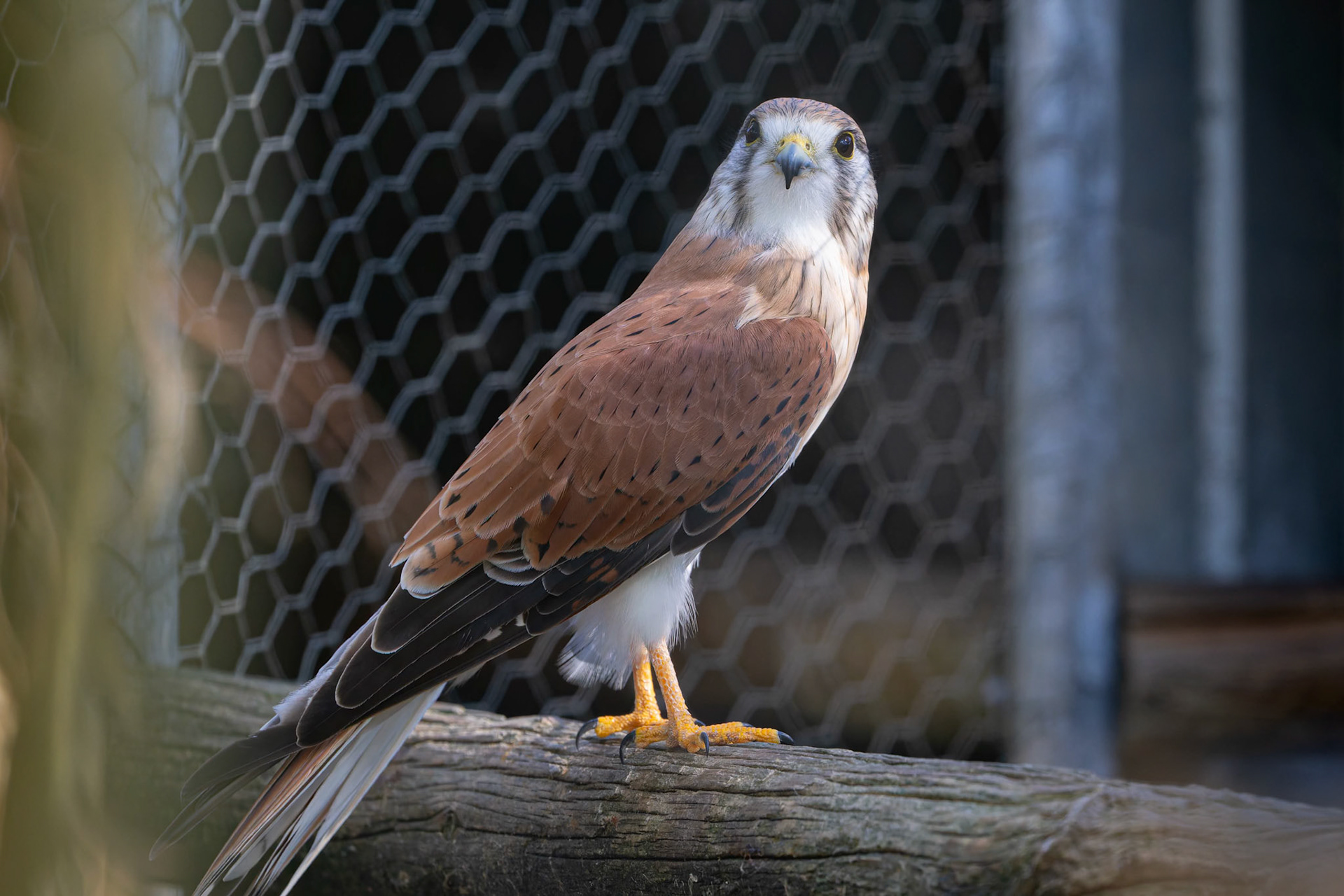 Nankeen Kestrel at the Gorge Wildlife Park, South Australia, Australia