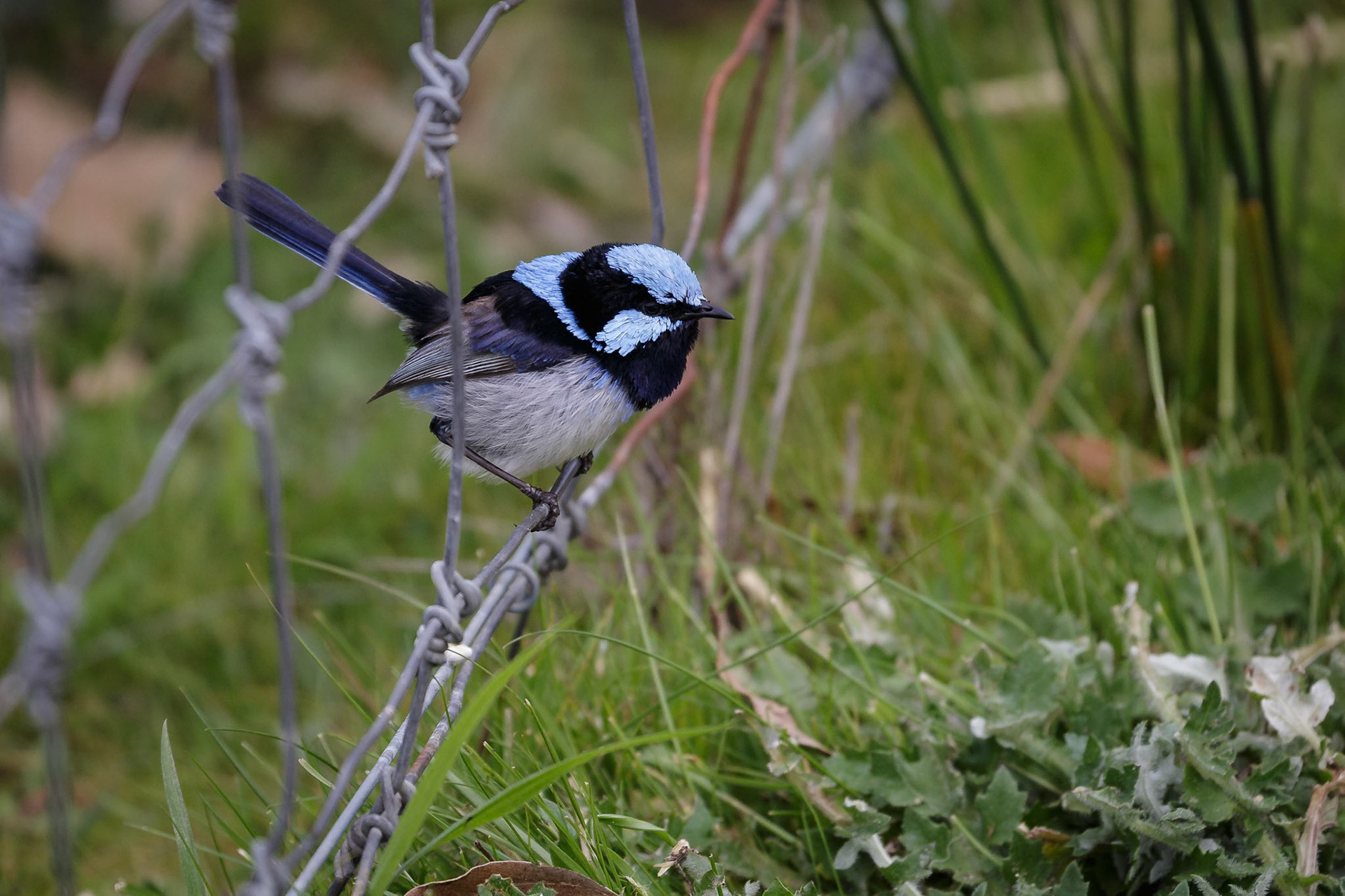 Superb Fairy Wren at Halls Gap Zoo in Halls Gap Victoria, Australia