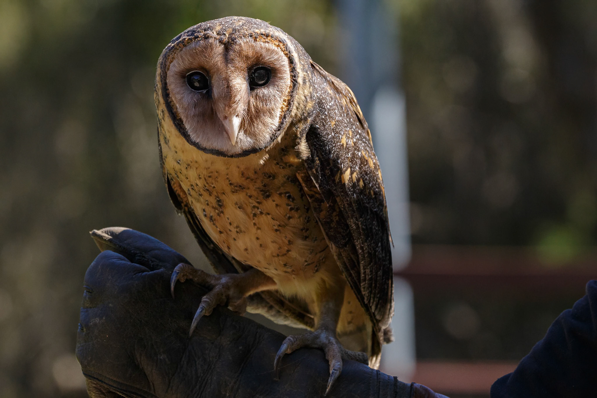 Masked Owl at the Raptor Domain on Kangaroo Island, Australia
