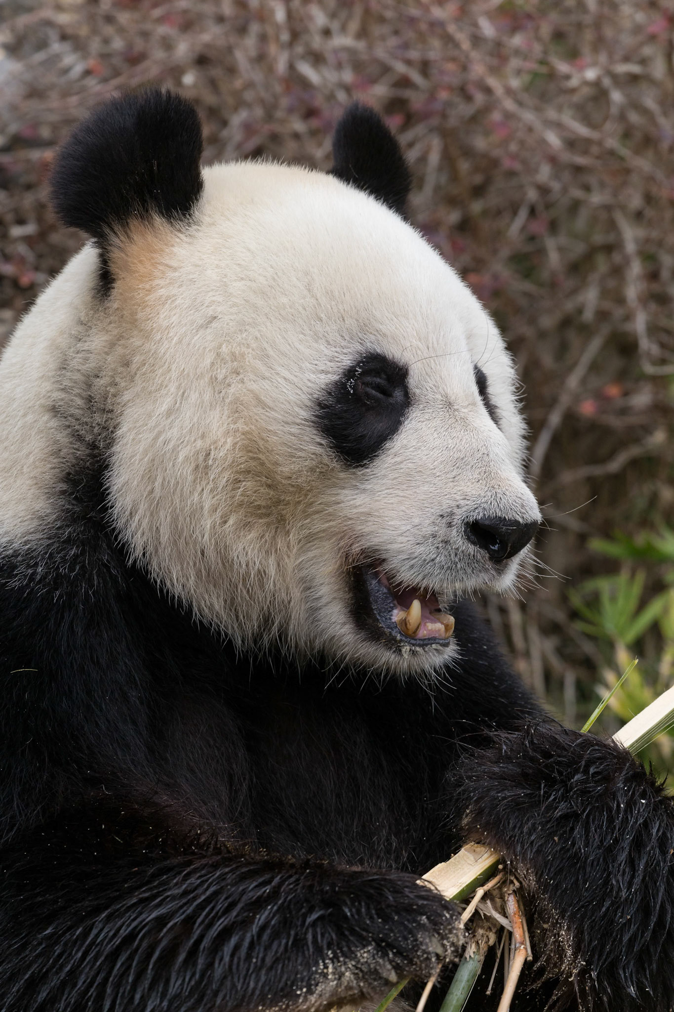 Giant Panda at the Adelaide Zoo, South Australia, Australia
