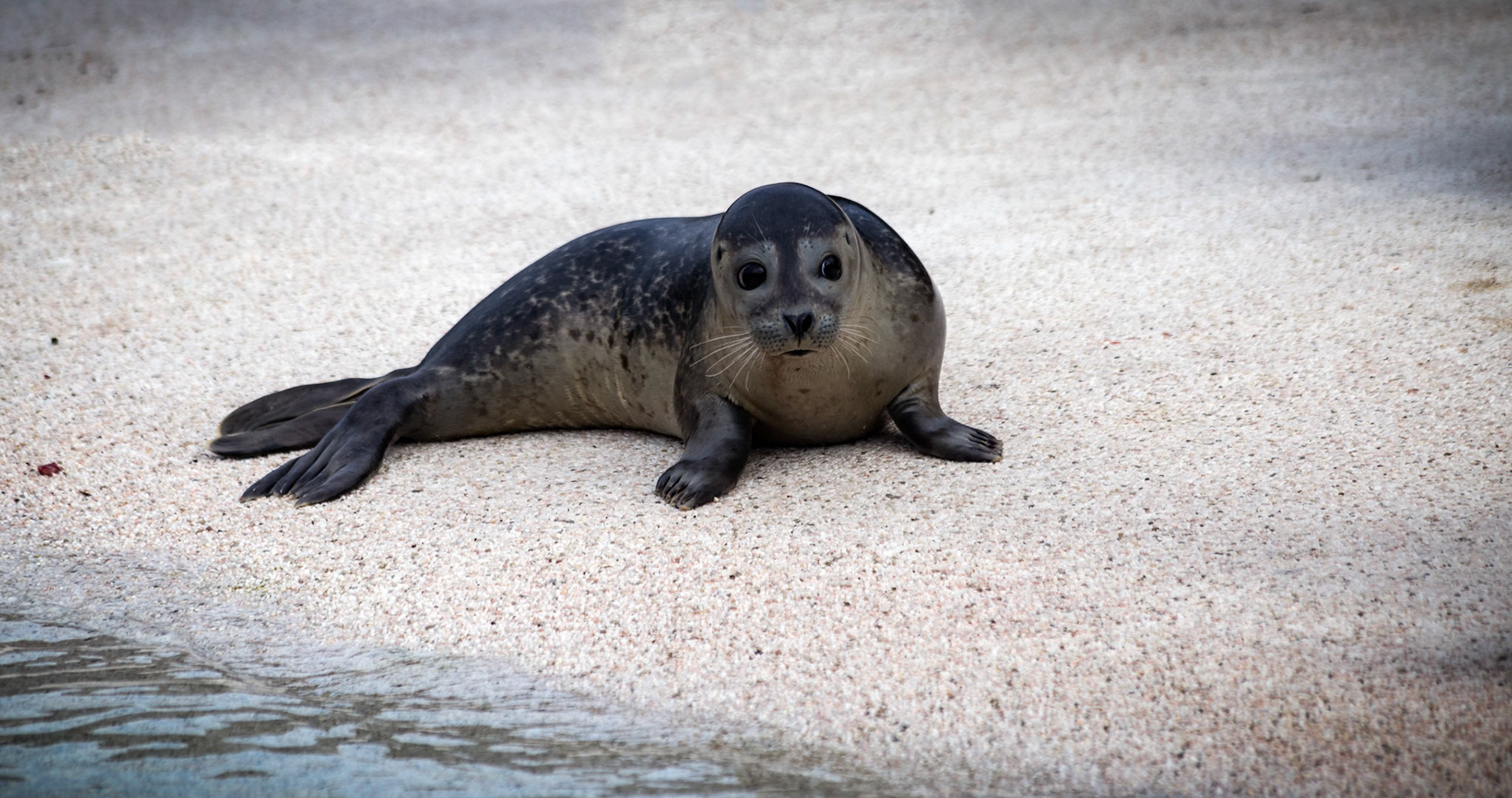 Seal at the Reykjavik Zoo, Iceland